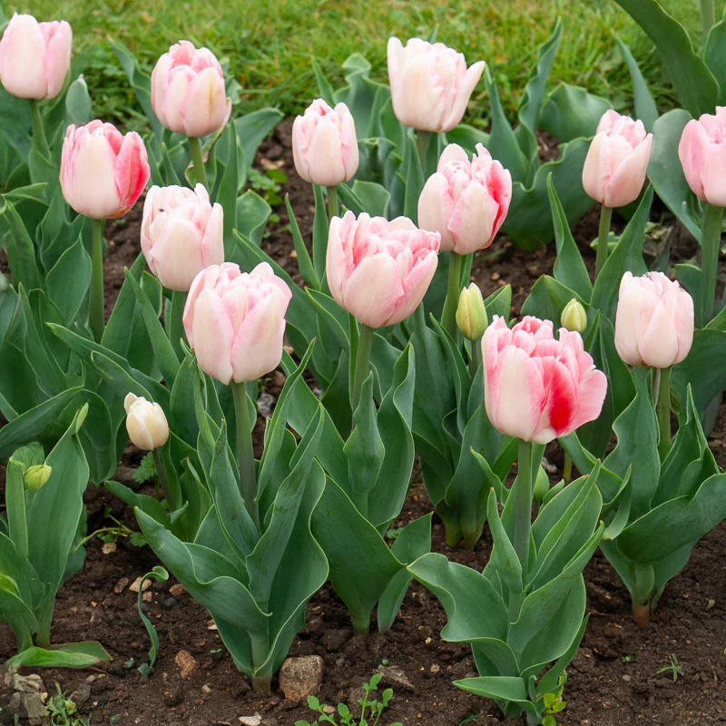 Dubbelbloemige tulp 'Angélique' (x10) - Image 4