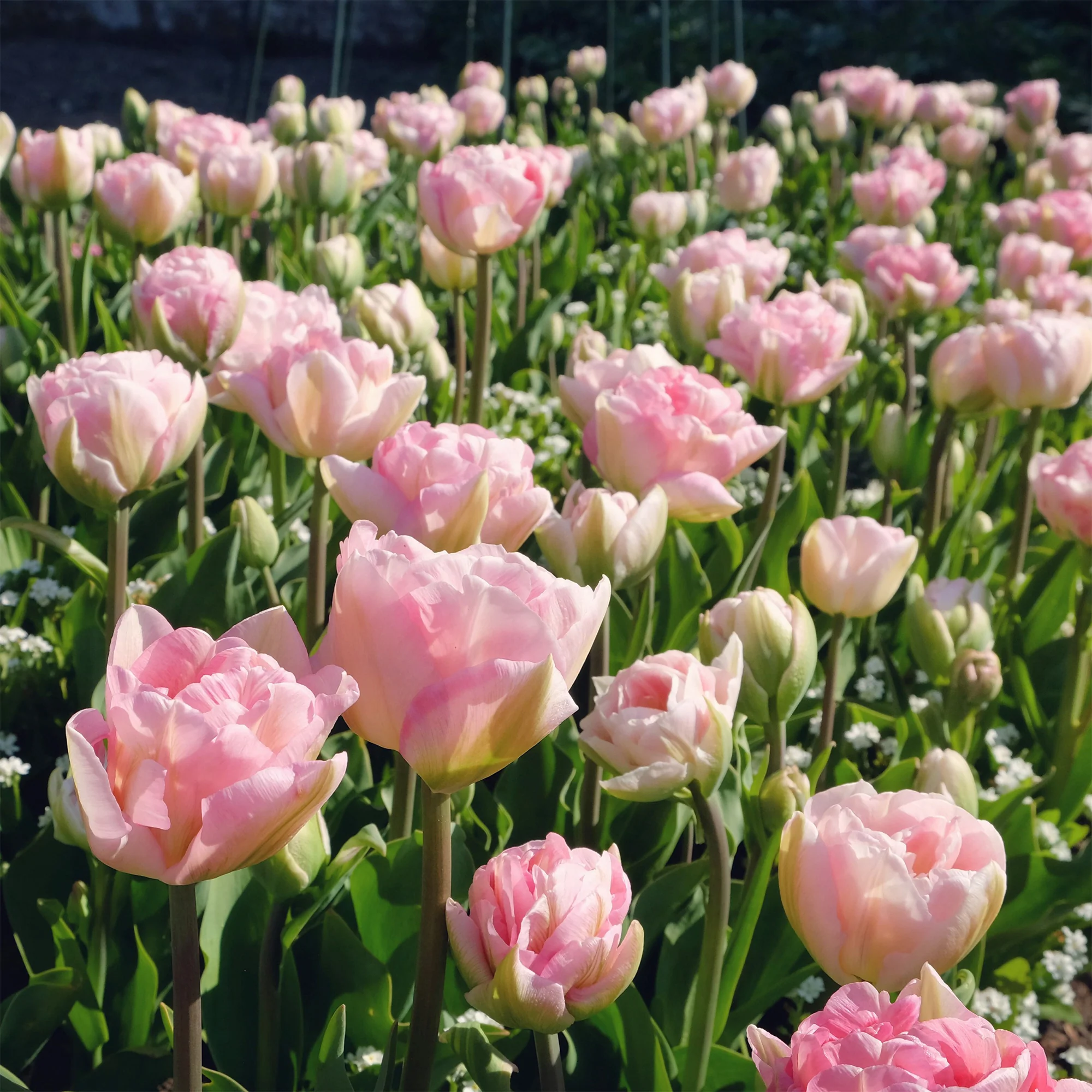 Dubbelbloemige tulp 'Angélique' (x10) - Image 6