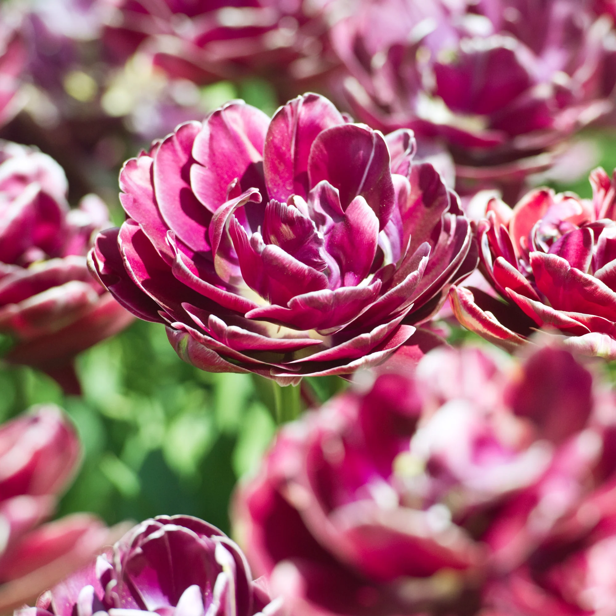 Dubbelbloemige tulp 'Dream Touch' (x7)