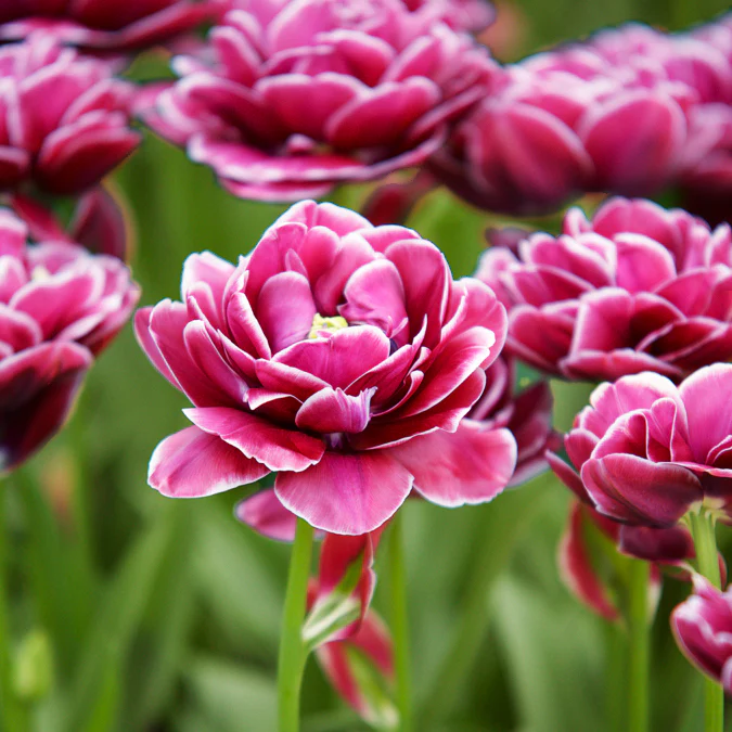 Dubbelbloemige tulp 'Dream Touch' (x7) - Image 3