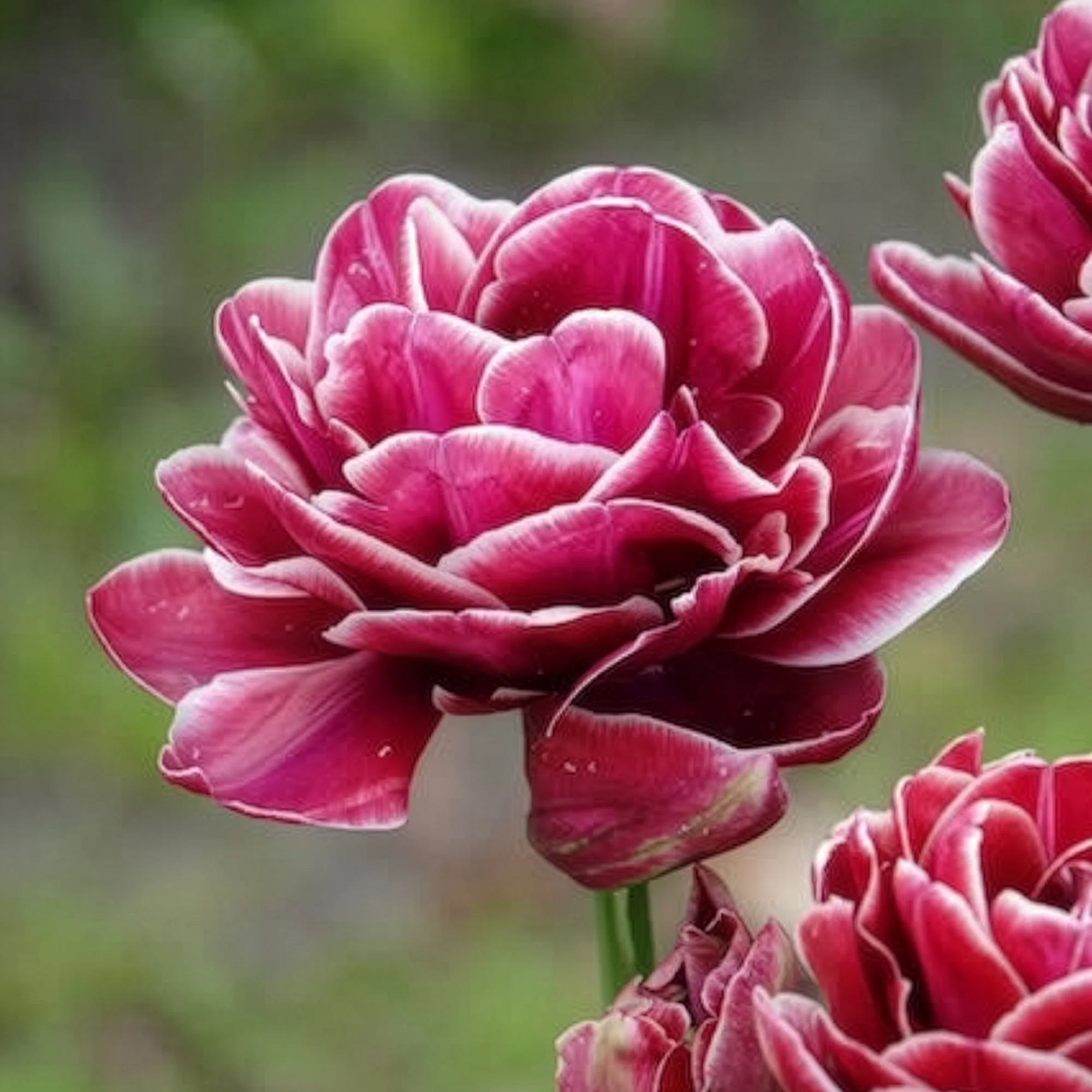 Dubbelbloemige tulp 'Dream Touch' (x7) - Image 4