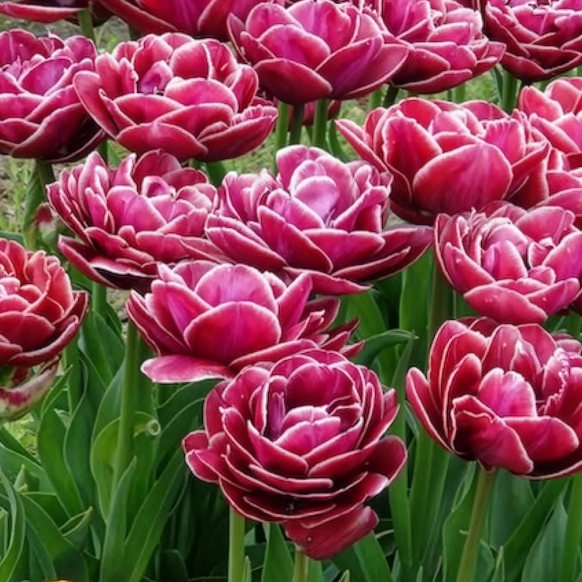 Dubbelbloemige tulp 'Dream Touch' (x7) - Image 6