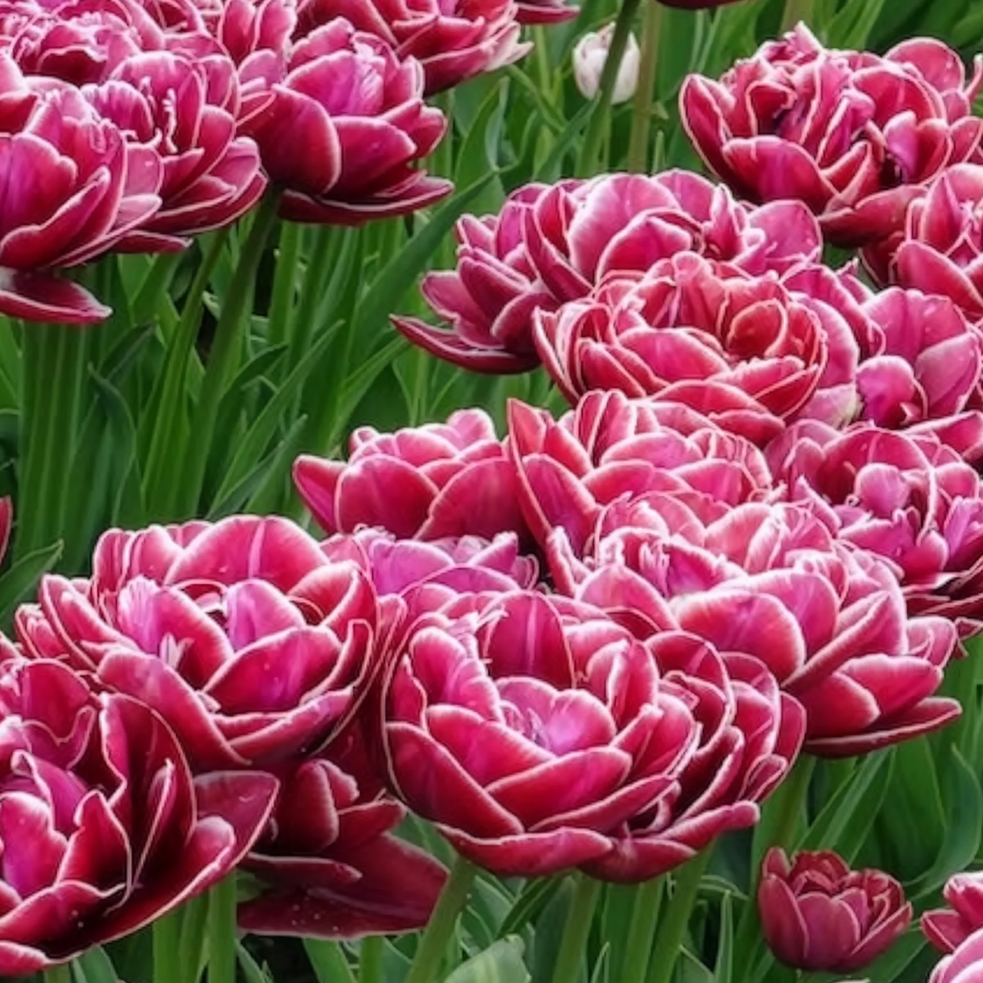 Dubbelbloemige tulp 'Dream Touch' (x7) - Image 7