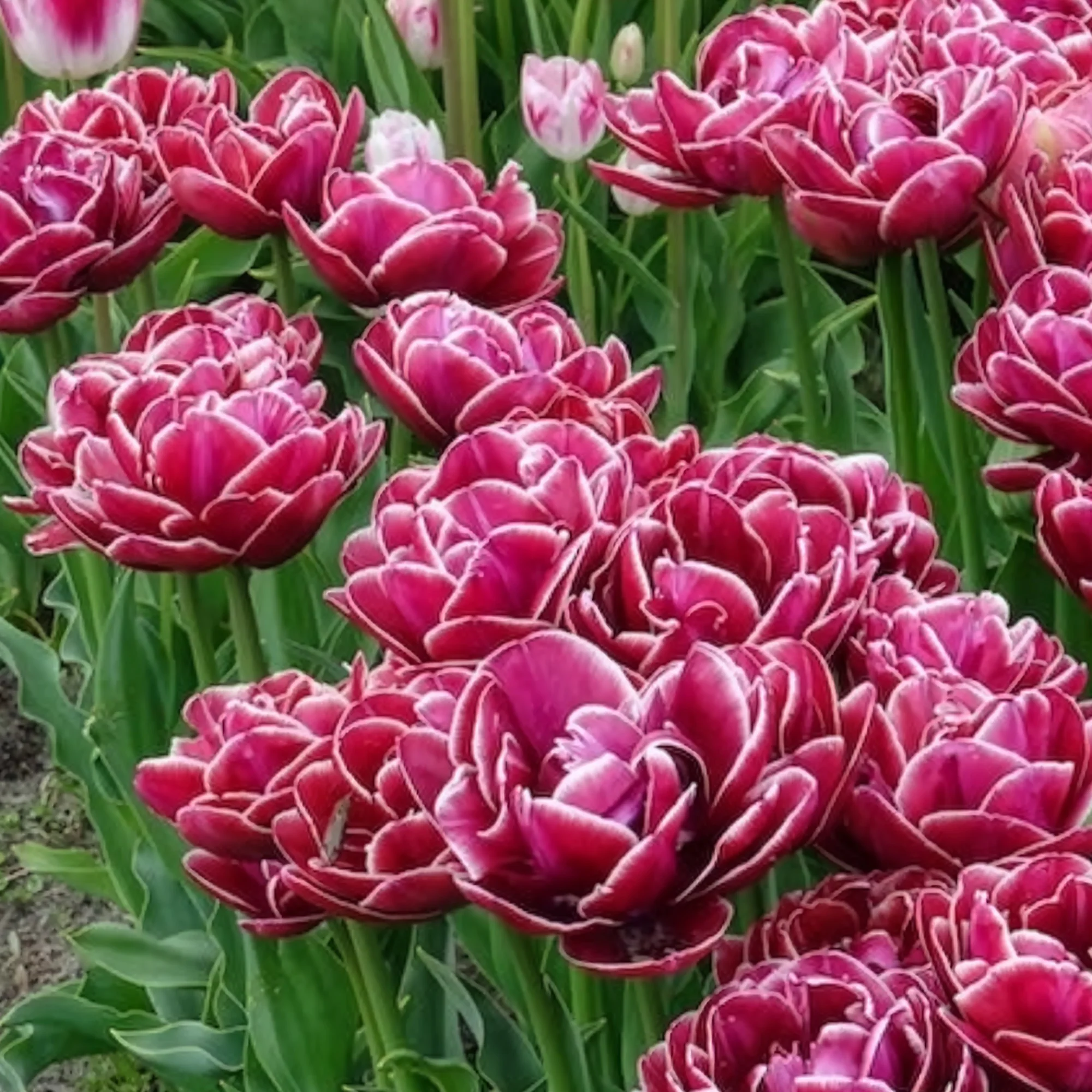 Dubbelbloemige tulp 'Dream Touch' (x7) - Image 8