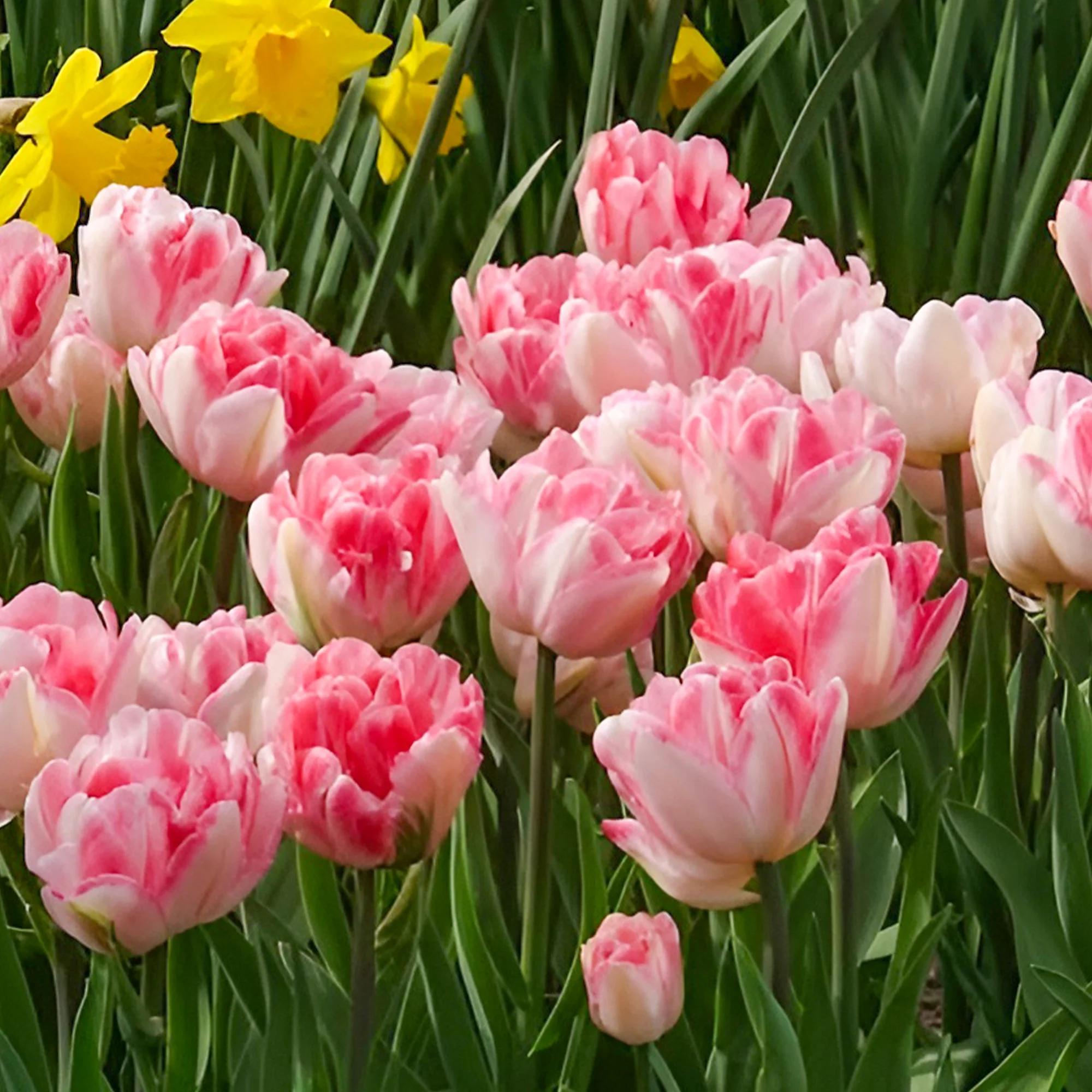 Dubbelbloemige tulp 'Foxtrot' (x10) - Image 3