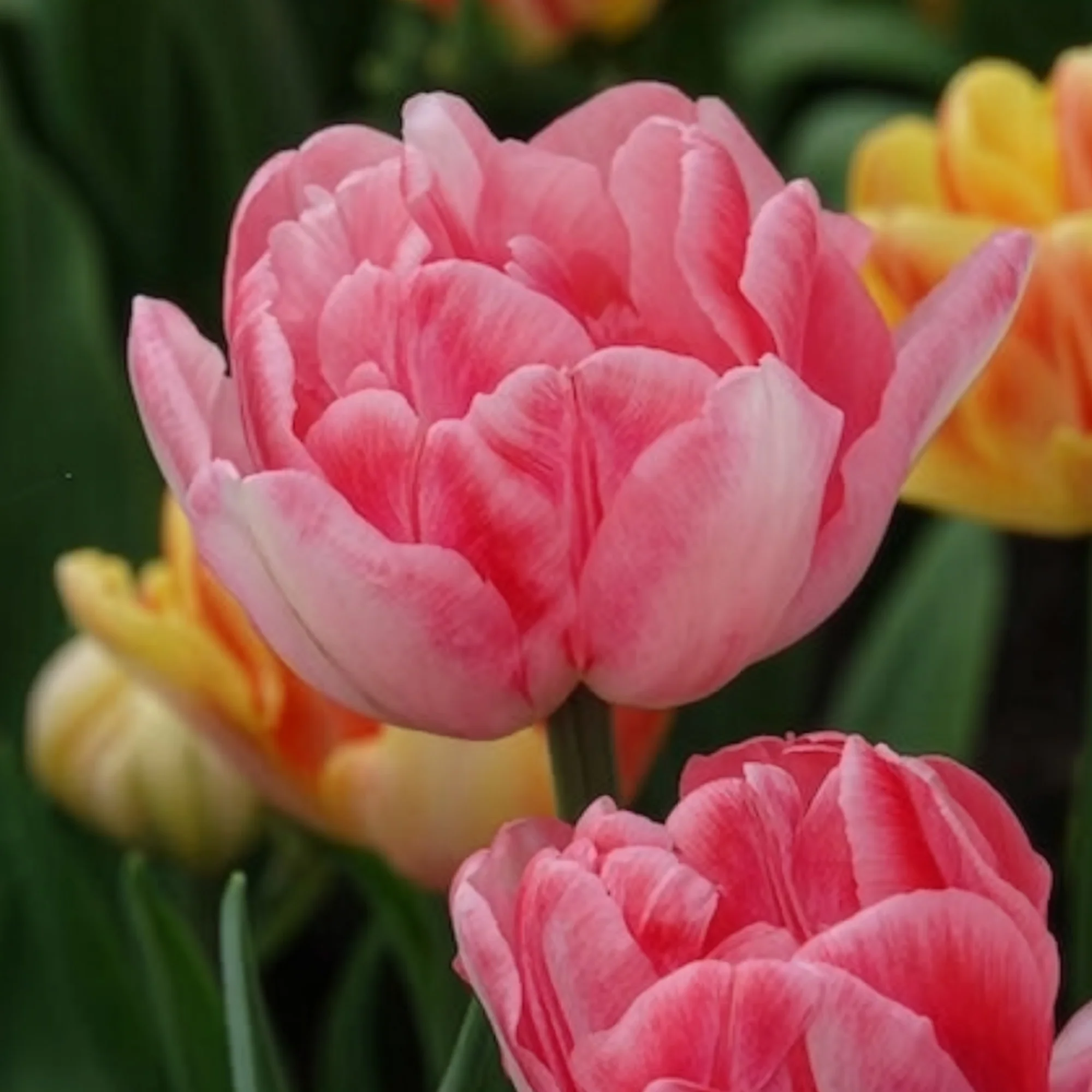 Dubbelbloemige tulp 'Foxtrot' (x10) - Image 4
