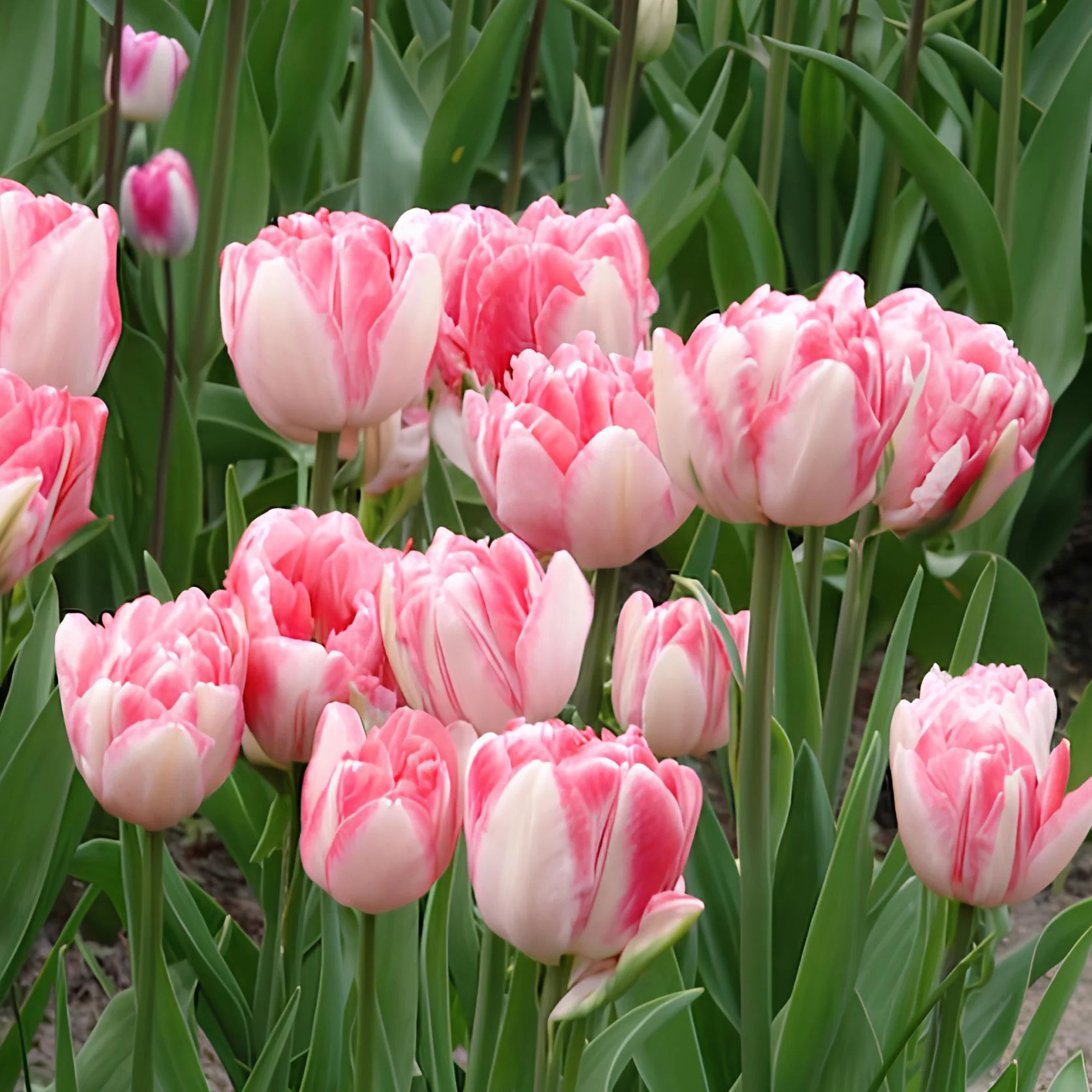 Dubbelbloemige tulp 'Foxtrot' (x10) - Image 5