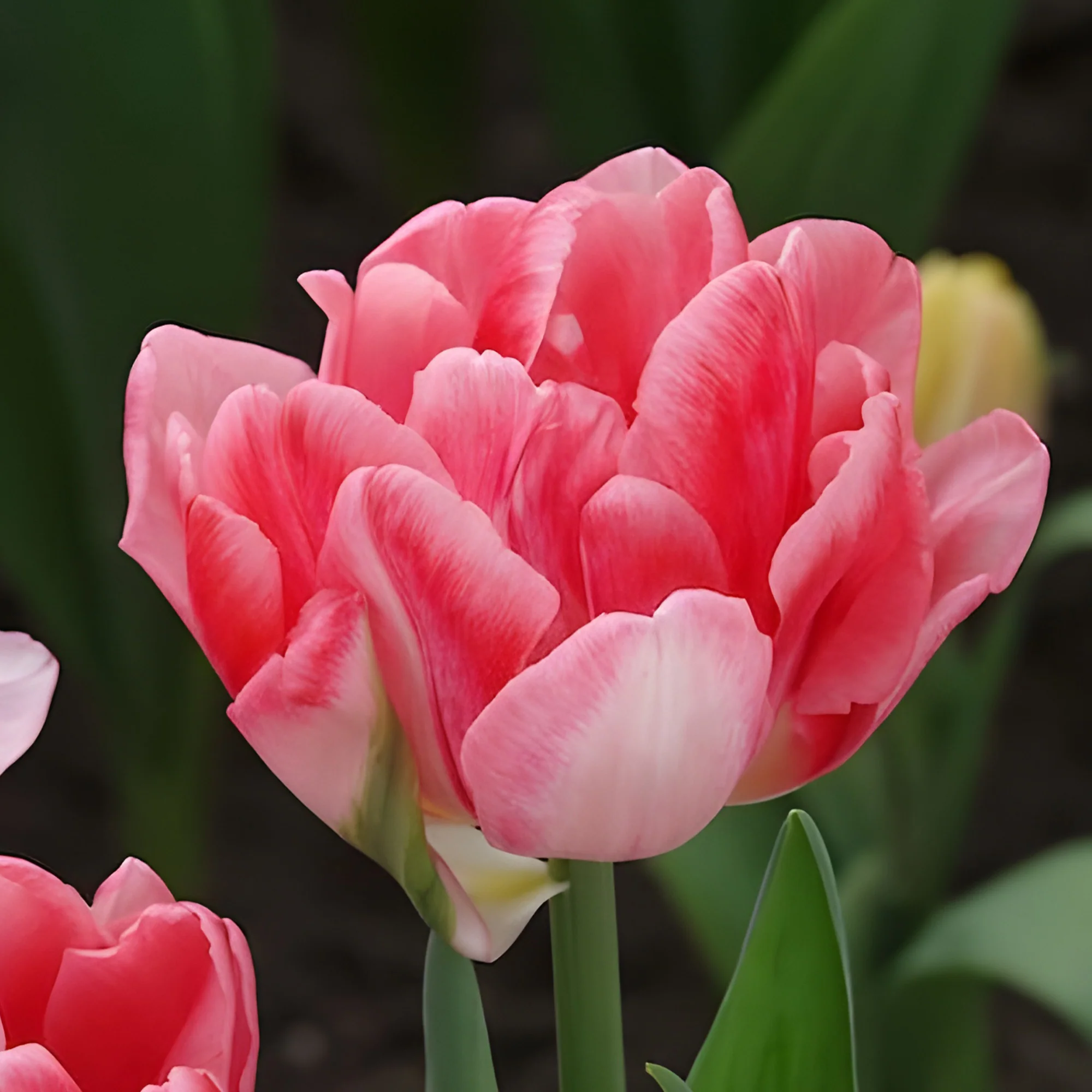 Dubbelbloemige tulp 'Foxtrot' (x10) - Image 6