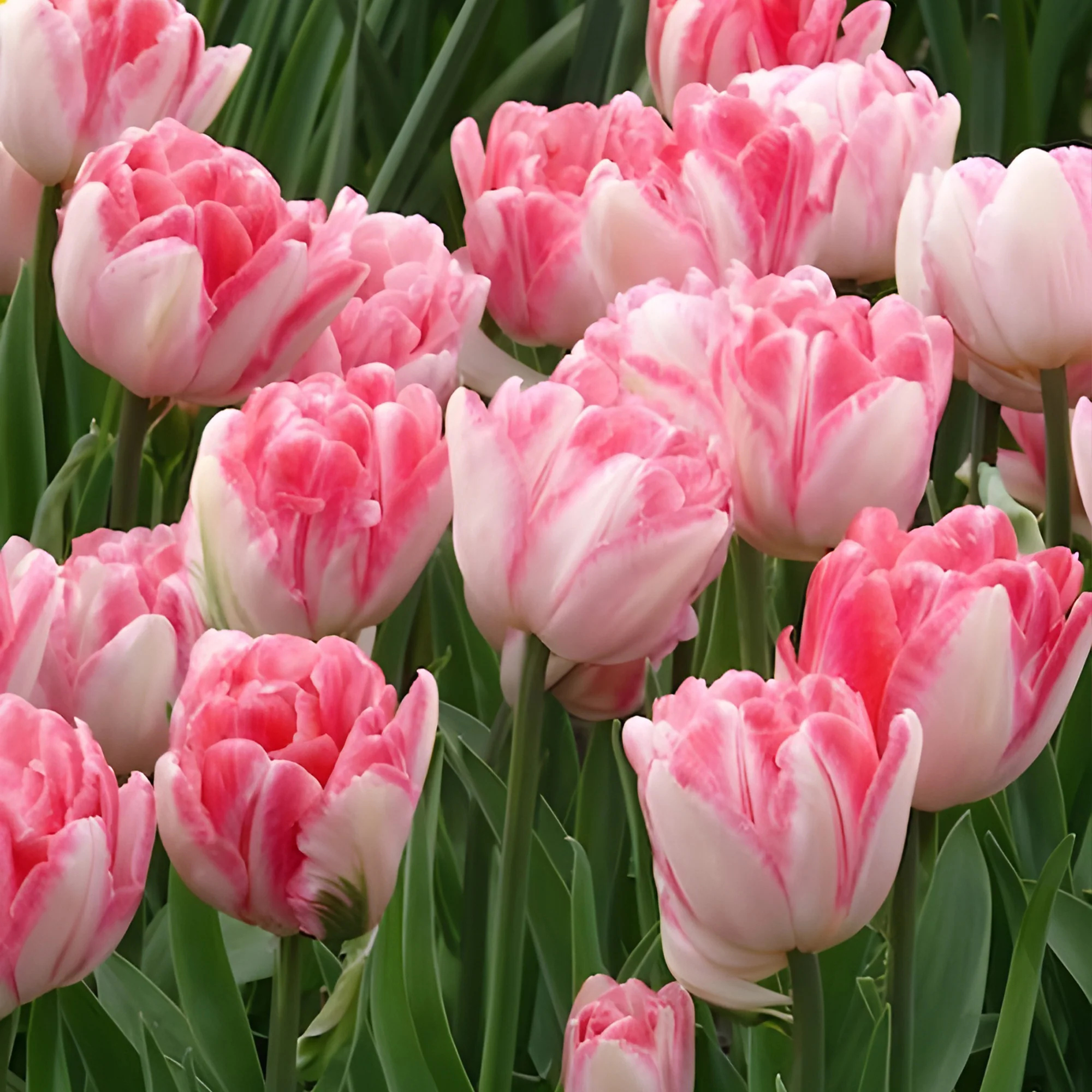 Dubbelbloemige tulp 'Foxtrot' (x10) - Image 7