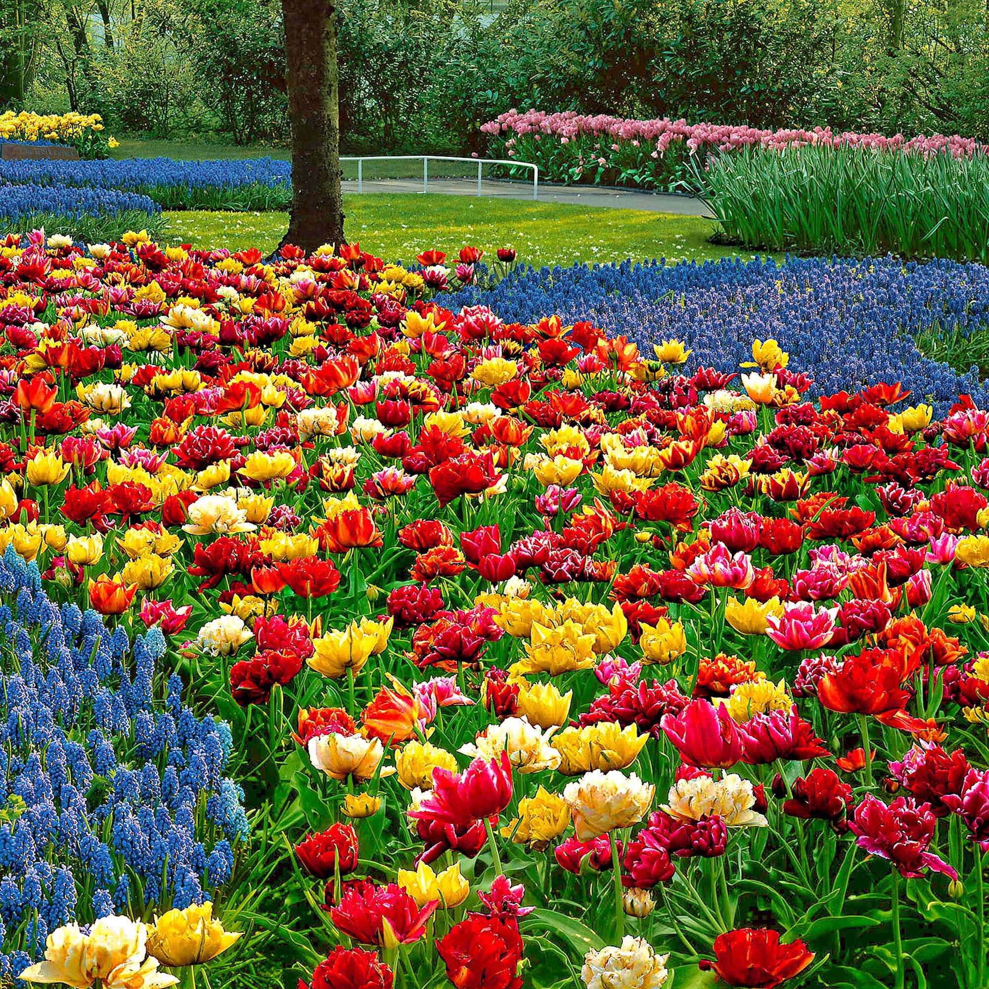 Dubbelbloemige tulp Mix 'Murillo' - Image 3