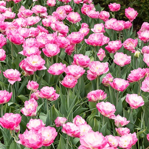 Dubbelbloemige tulp - roze (x10)