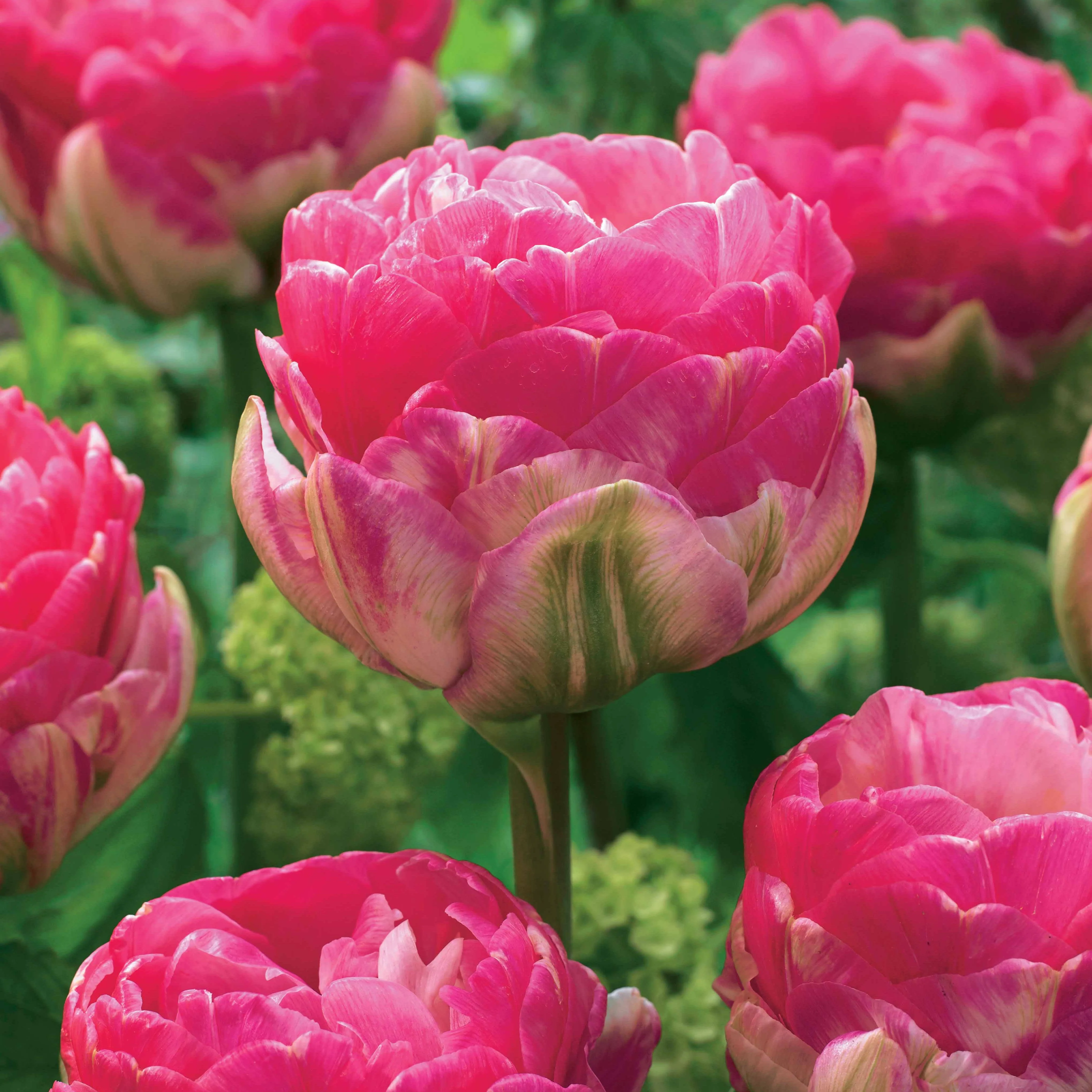 Dubbelbloemige tulp - roze (x10) - Image 2
