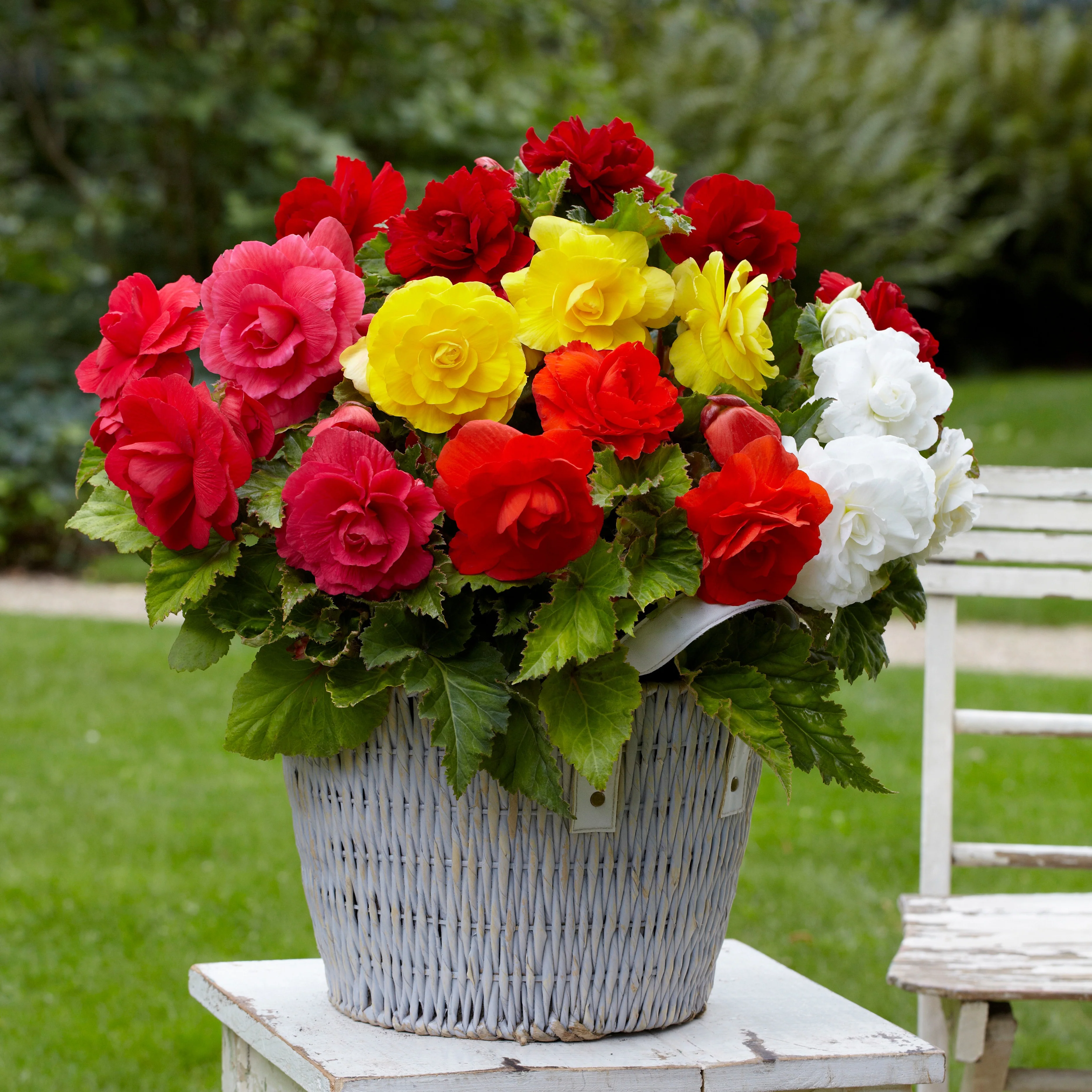 Dubbele begonia Mix