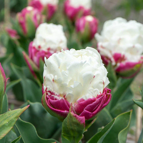 Dubbele IJsroom tulp (x7)