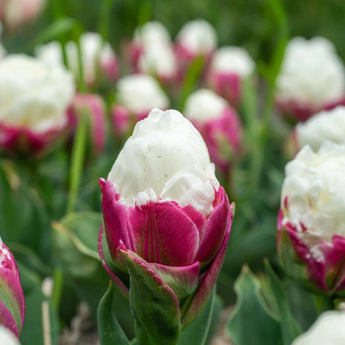 Dubbele IJsroom tulp (x7) - Image 2