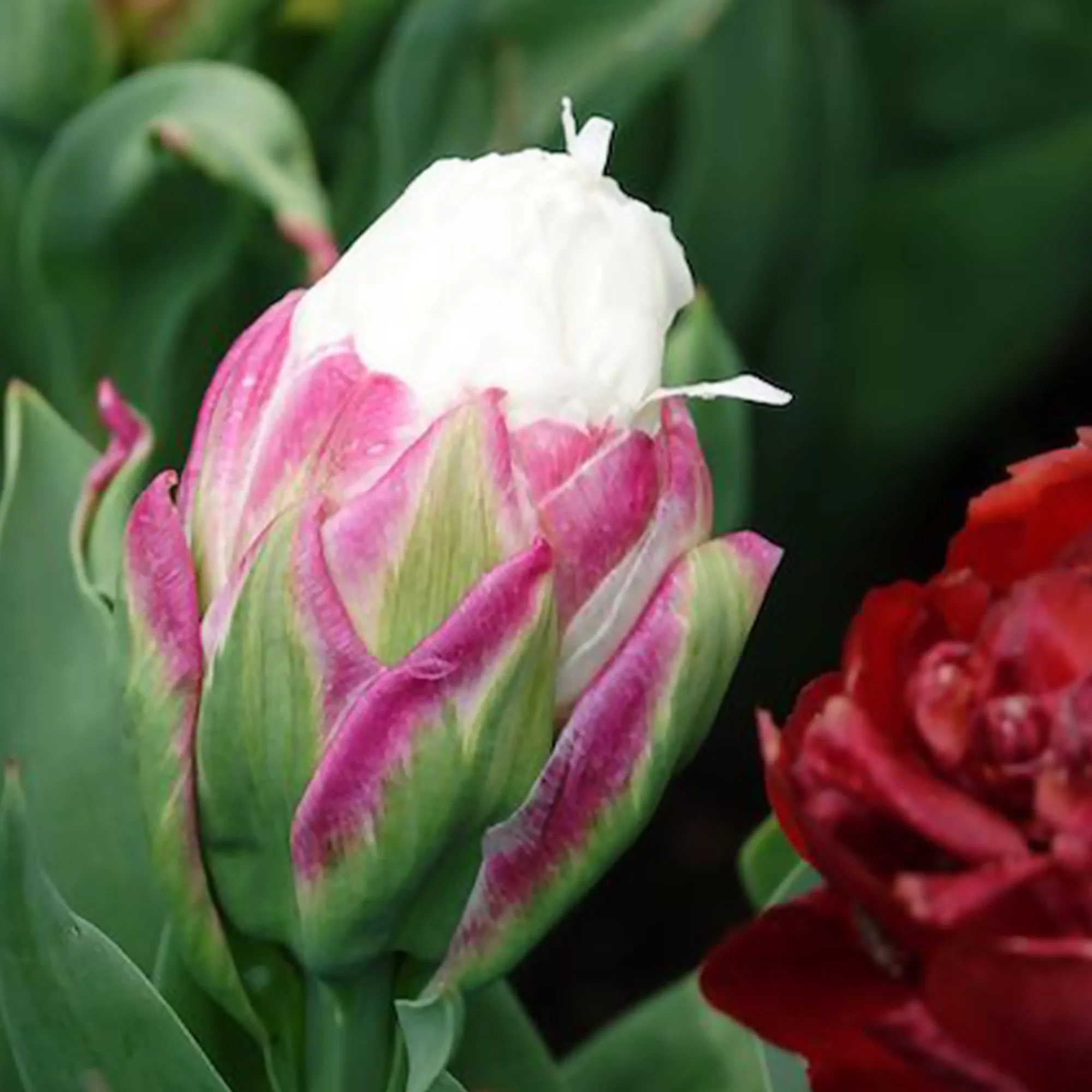 Dubbele IJsroom tulp (x7) - Image 3