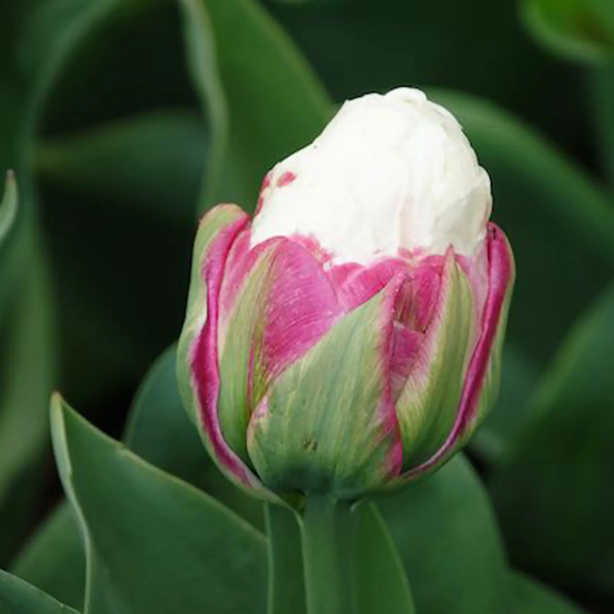 Dubbele IJsroom tulp (x7) - Image 5