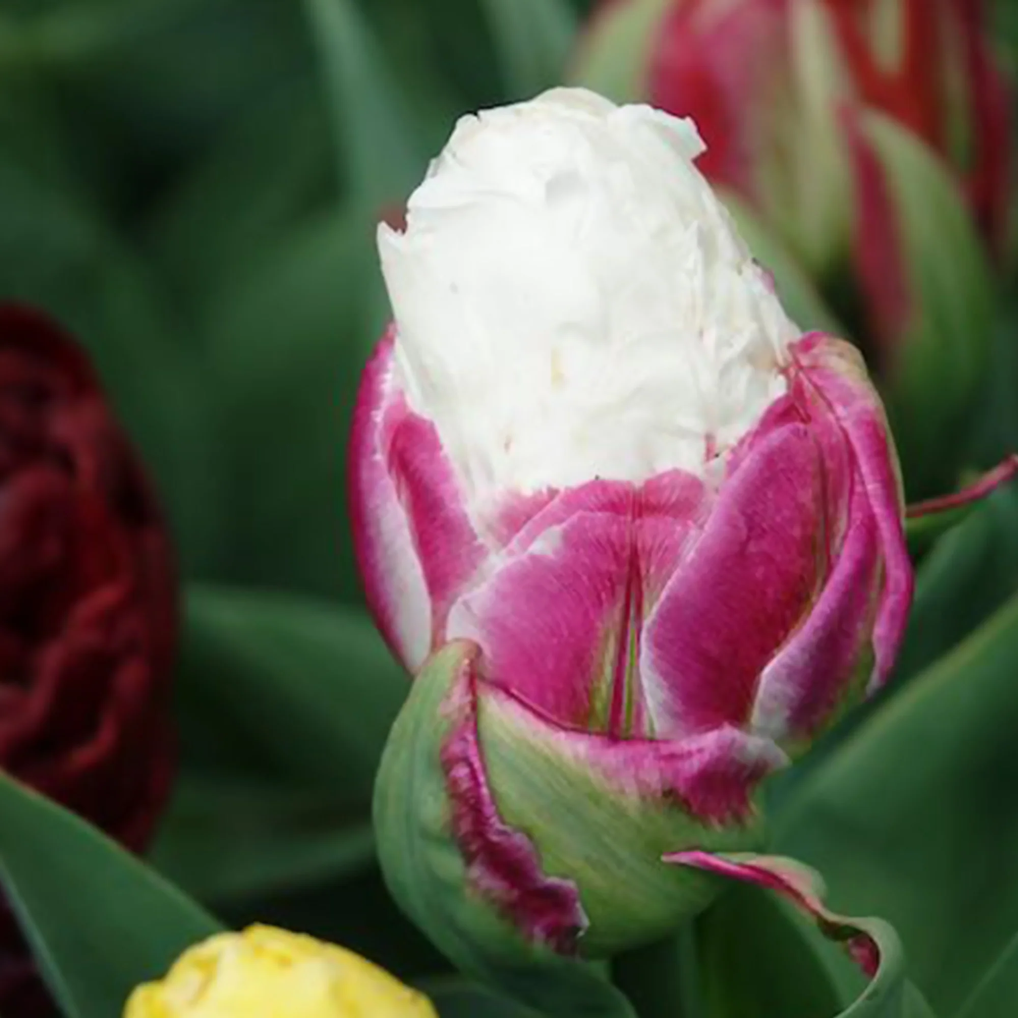 Dubbele IJsroom tulp (x7) - Image 7
