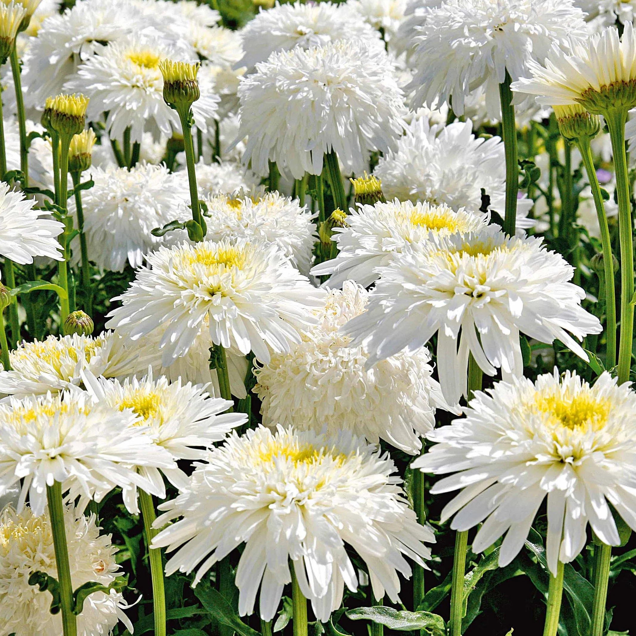 Miniatuur 1