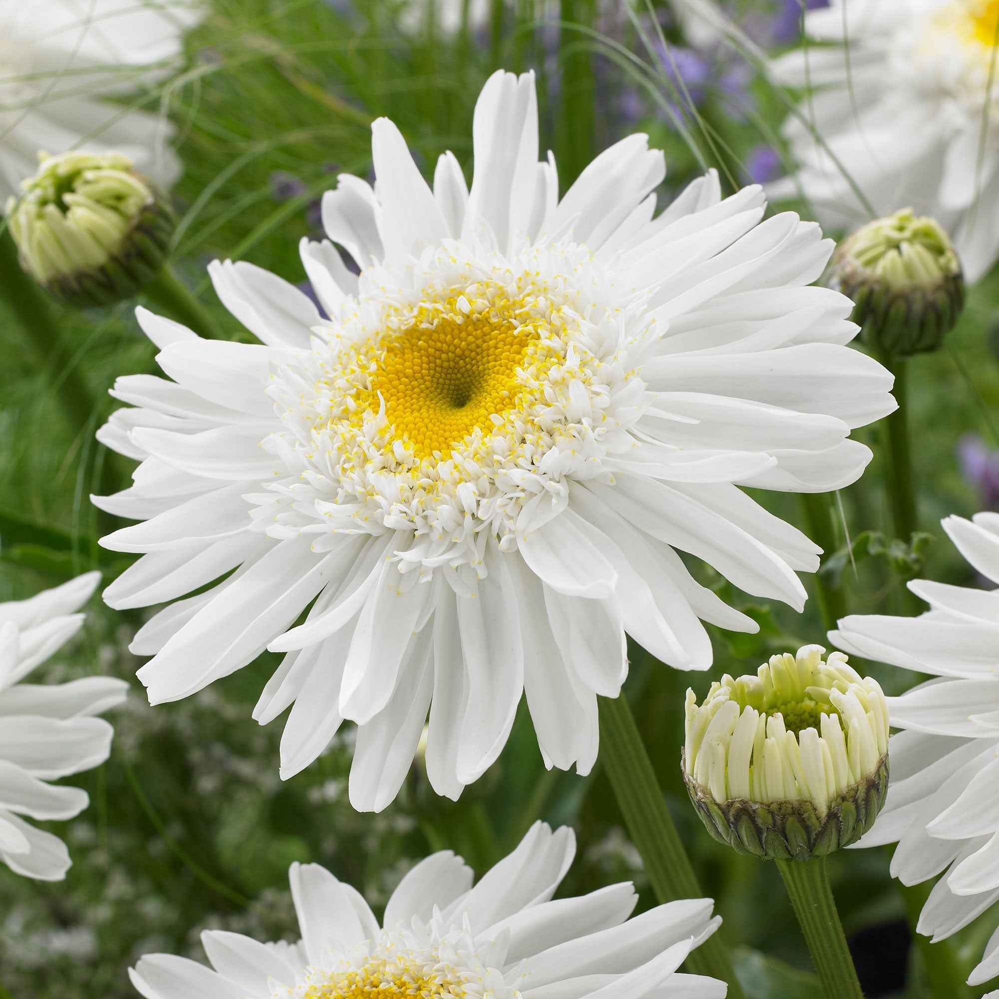Dubbele margriet 'Wirral Supreme' - Image 3