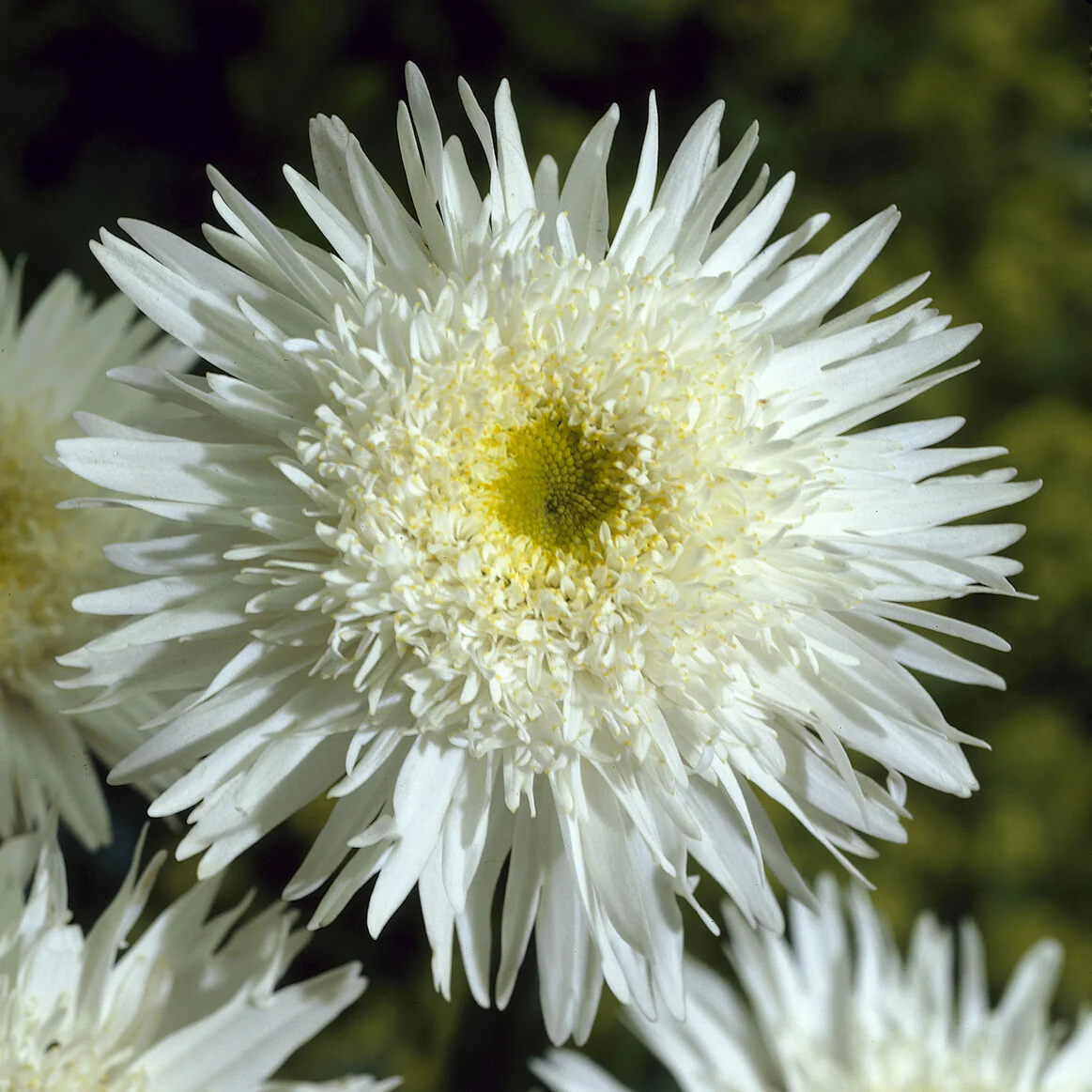 Dubbele margriet 'Wirral Supreme' - Image 4