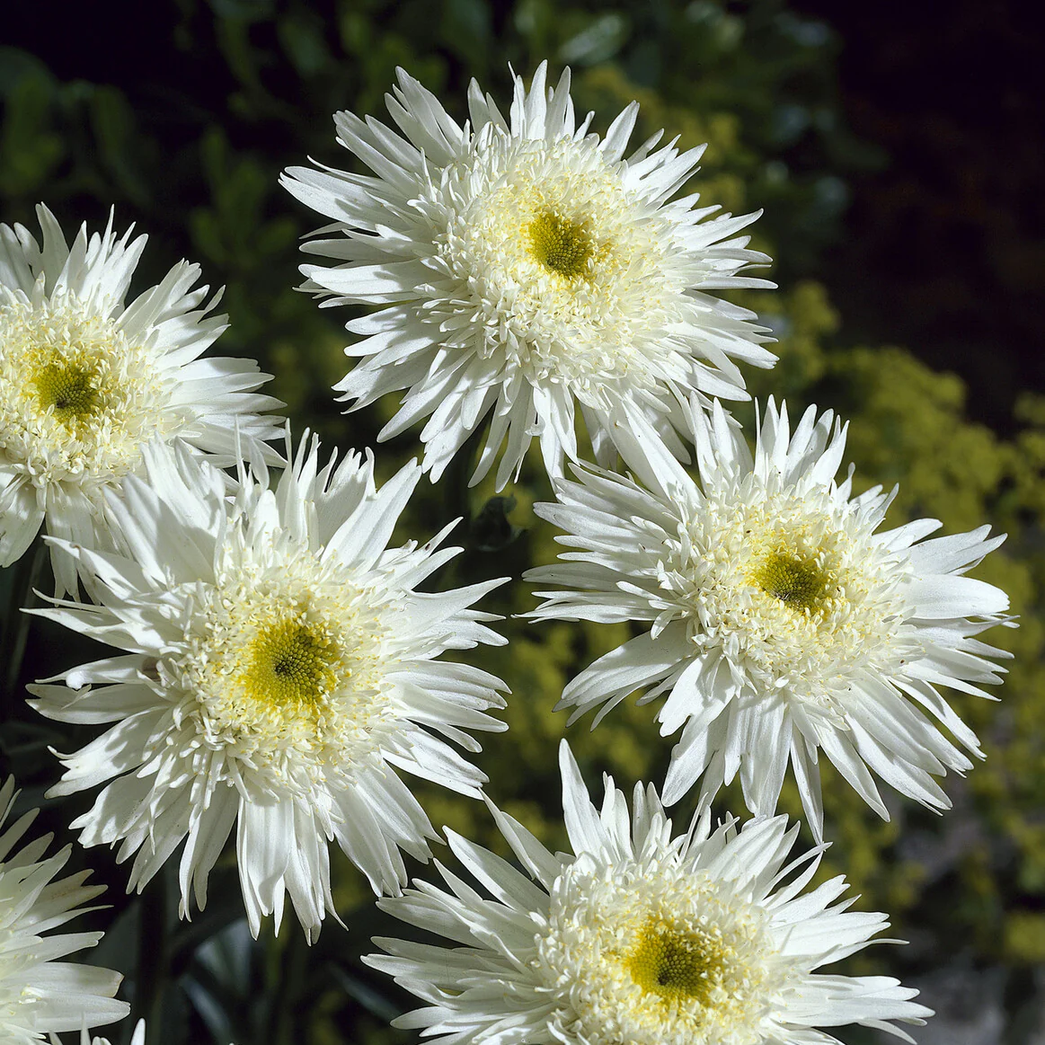Dubbele margriet 'Wirral Supreme' - Image 5