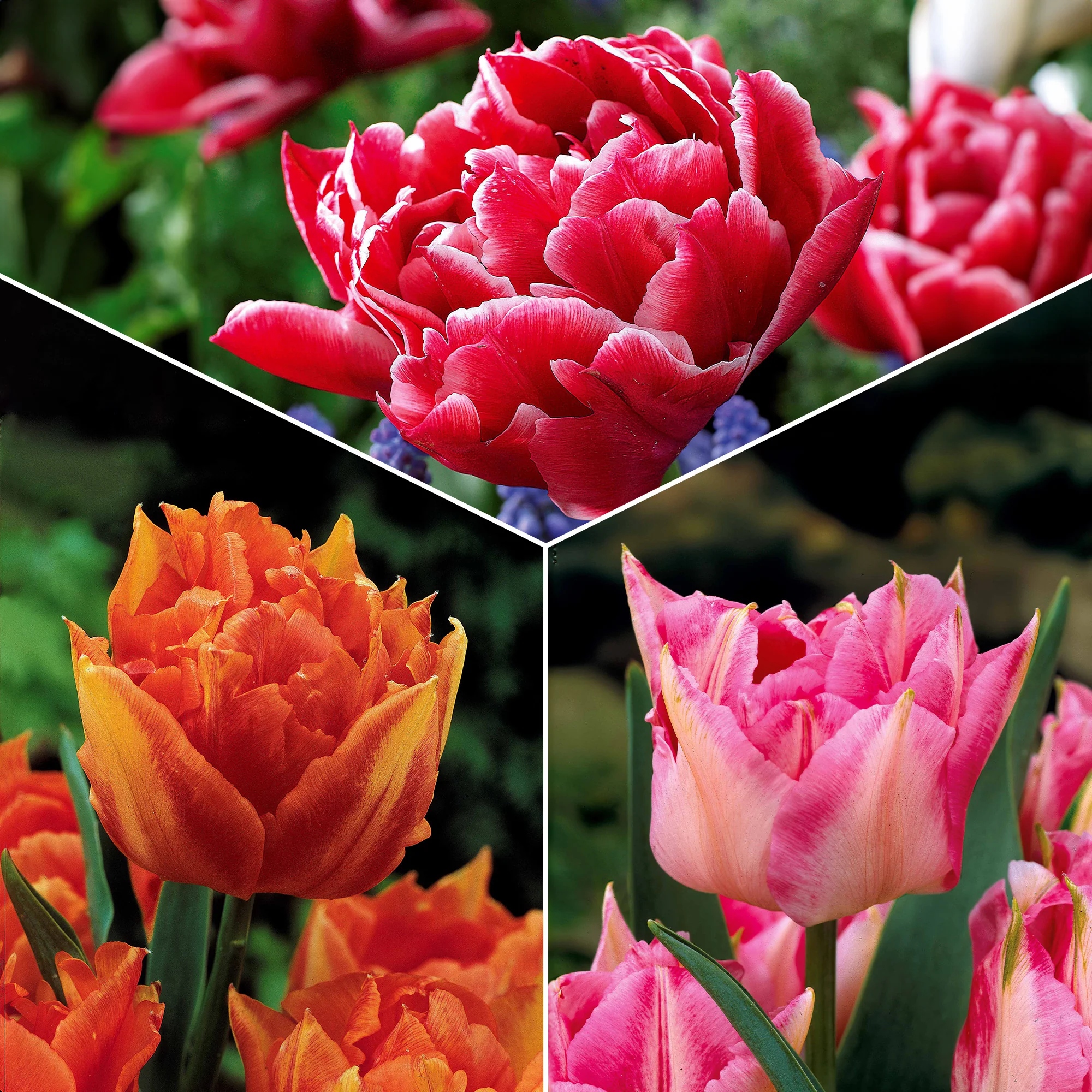 Dubbele Murillo Tulpen gemengd (x25)