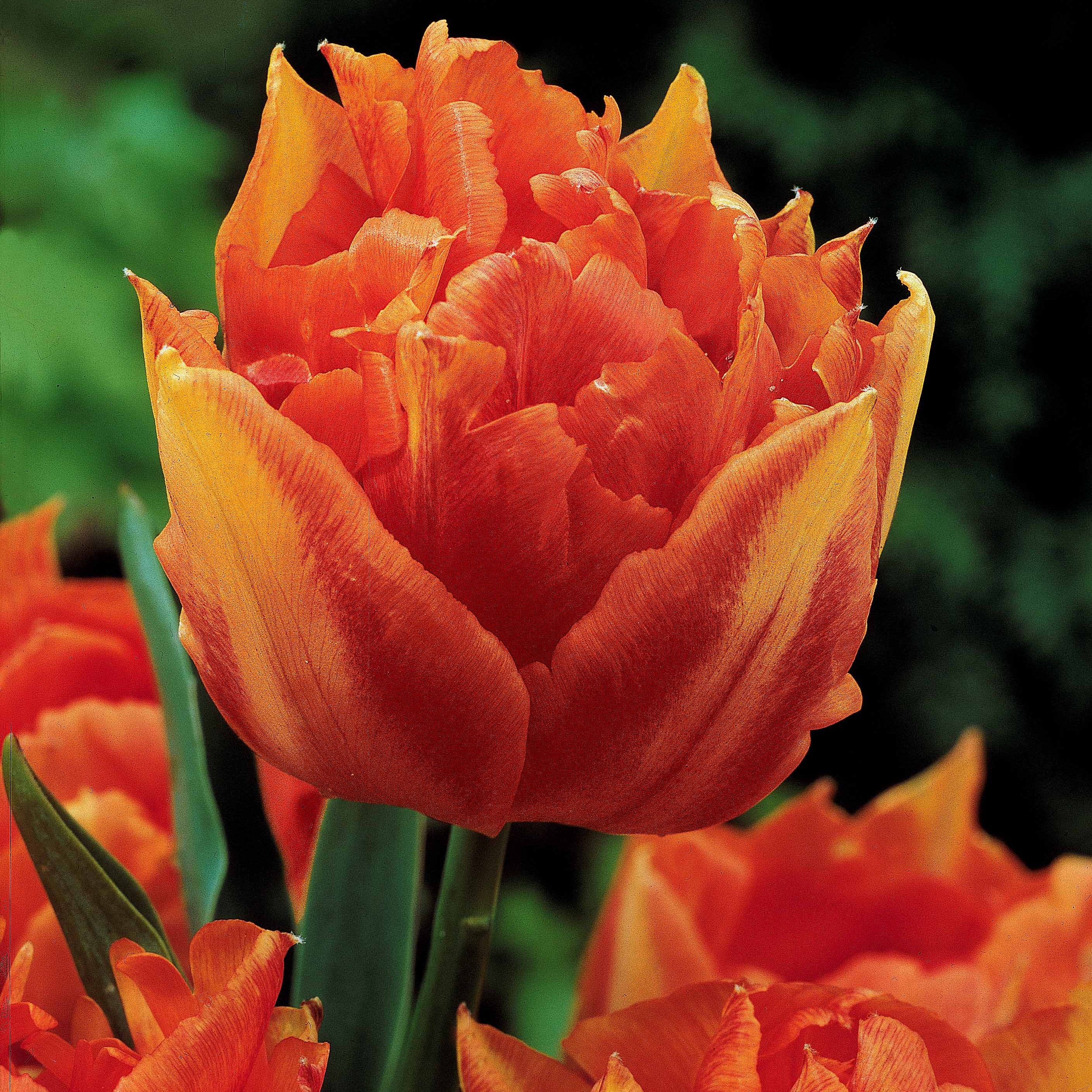 Dubbele Murillo Tulpen gemengd (x25) - Image 3