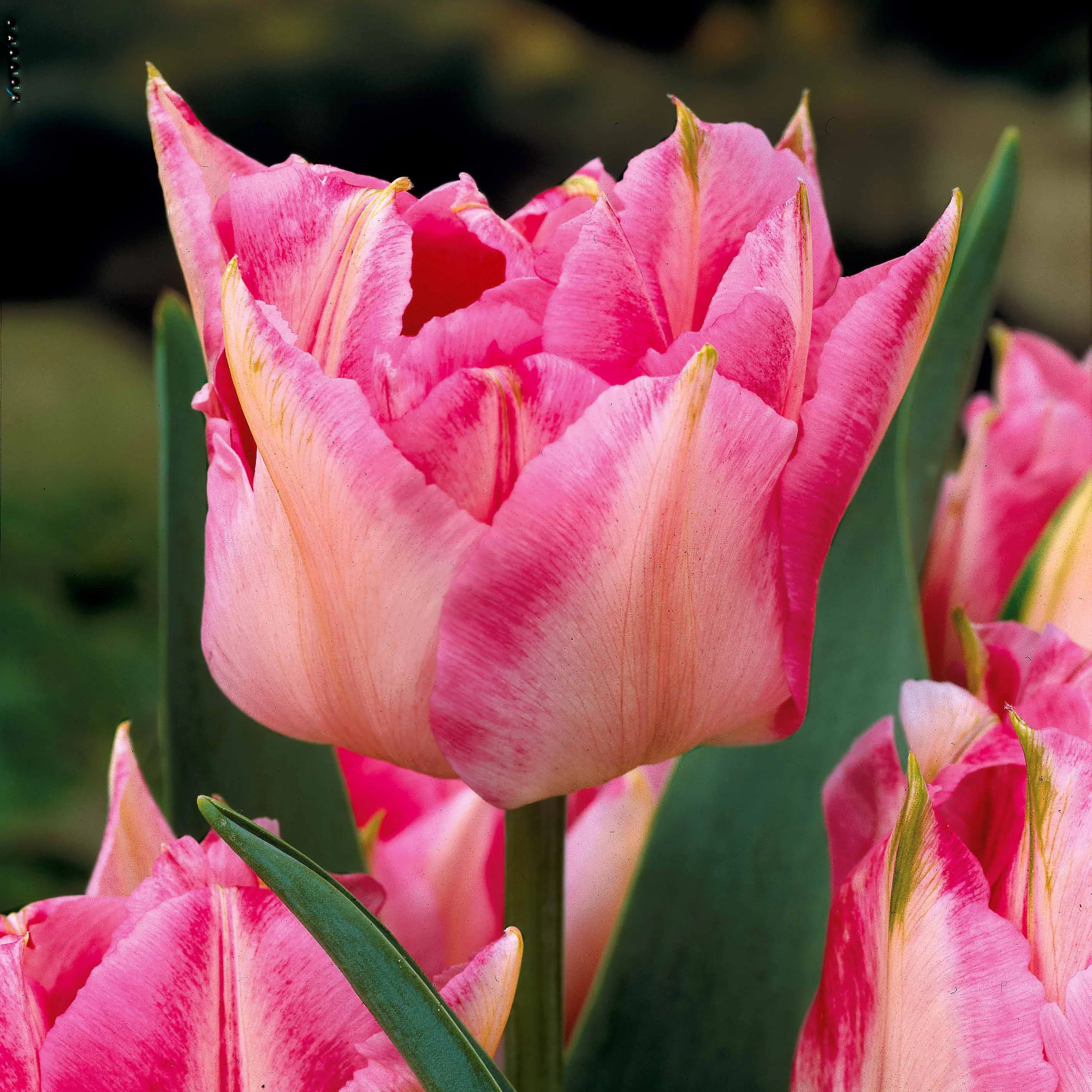 Dubbele Murillo Tulpen gemengd (x25) - Image 4