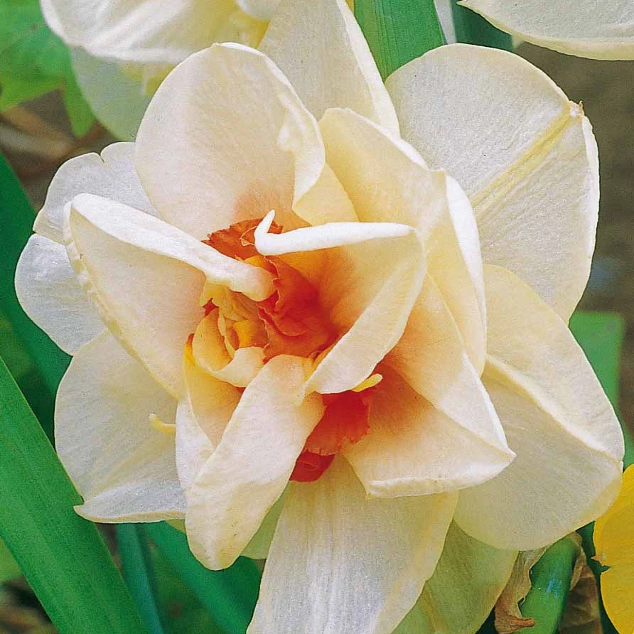 Dubbele Narcissen 'Acropolis' (x10)
