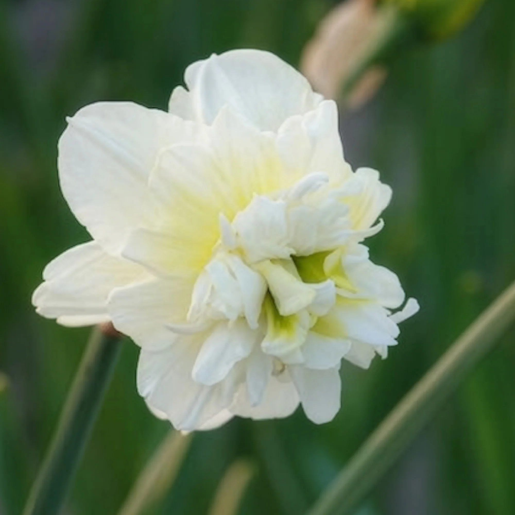 Dubbele Narcissen 'Obdam' (x10)