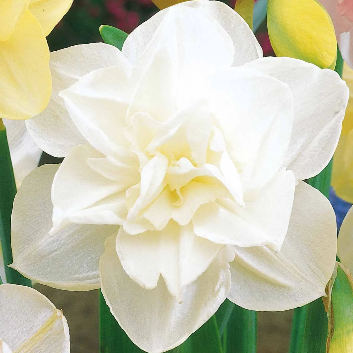 Dubbele Narcissen 'Obdam' (x10) - Image 2