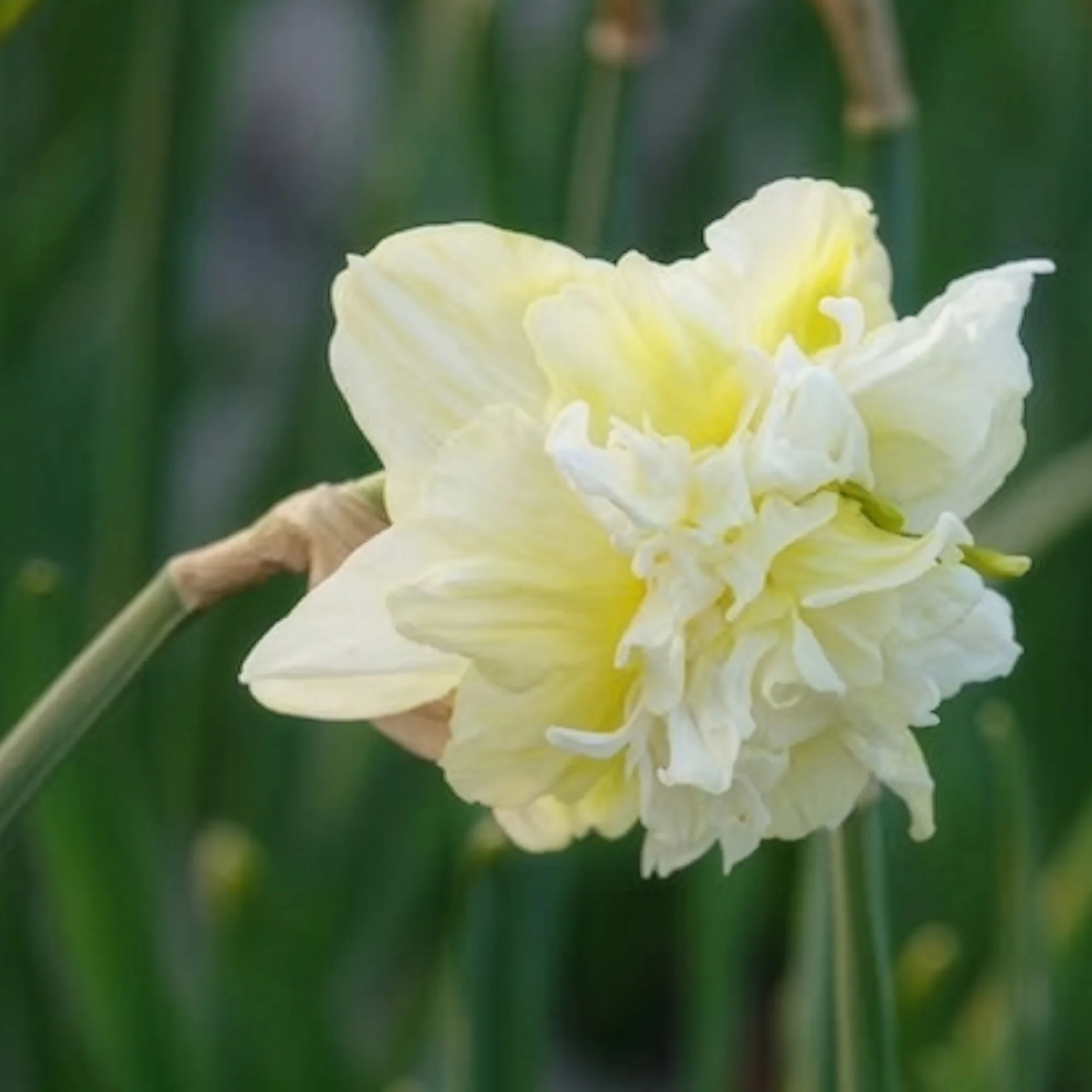 Dubbele Narcissen 'Obdam' (x10) - Image 3