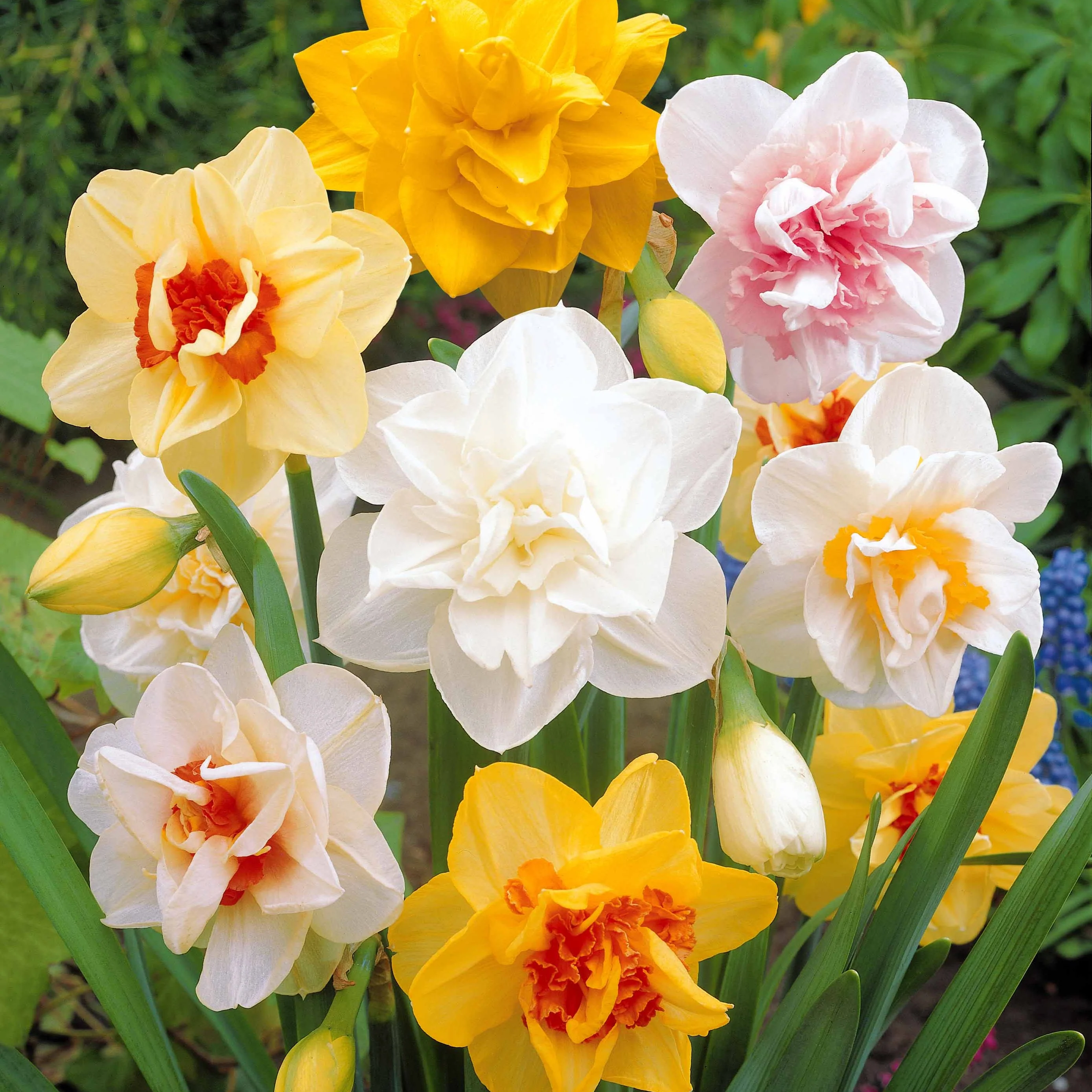 Dubbele Narcissen 'Obdam' (x10) - Image 4
