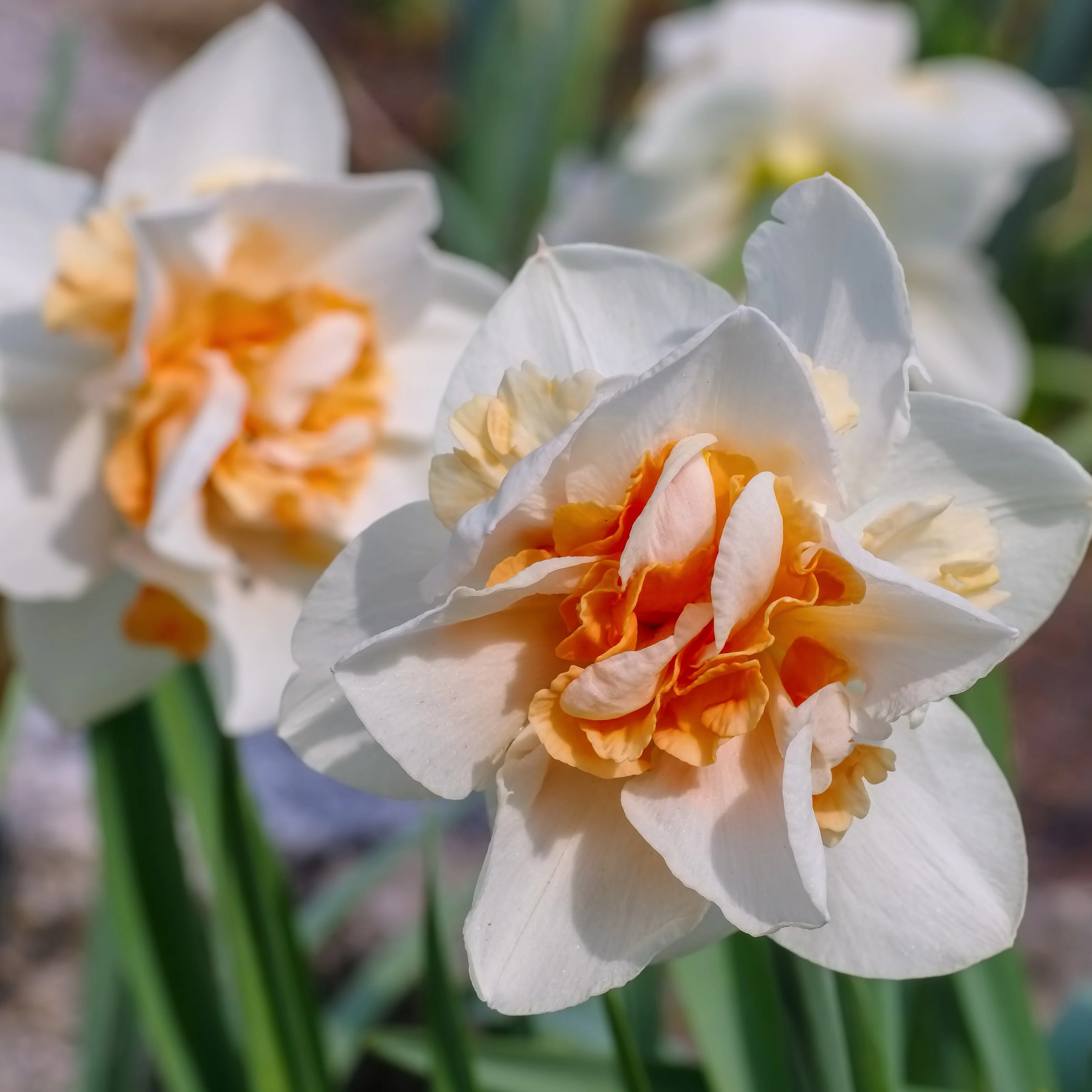 Dubbele Narcissen 'Replete' (x10)