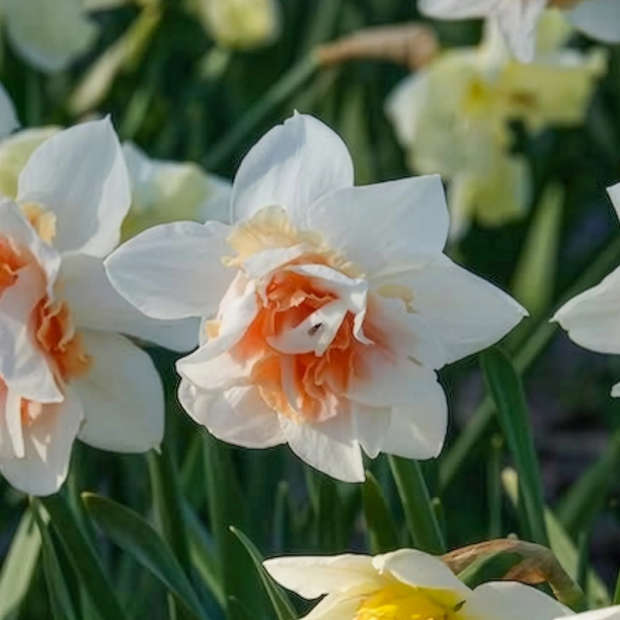 Dubbele Narcissen 'Replete' (x10) - Image 12