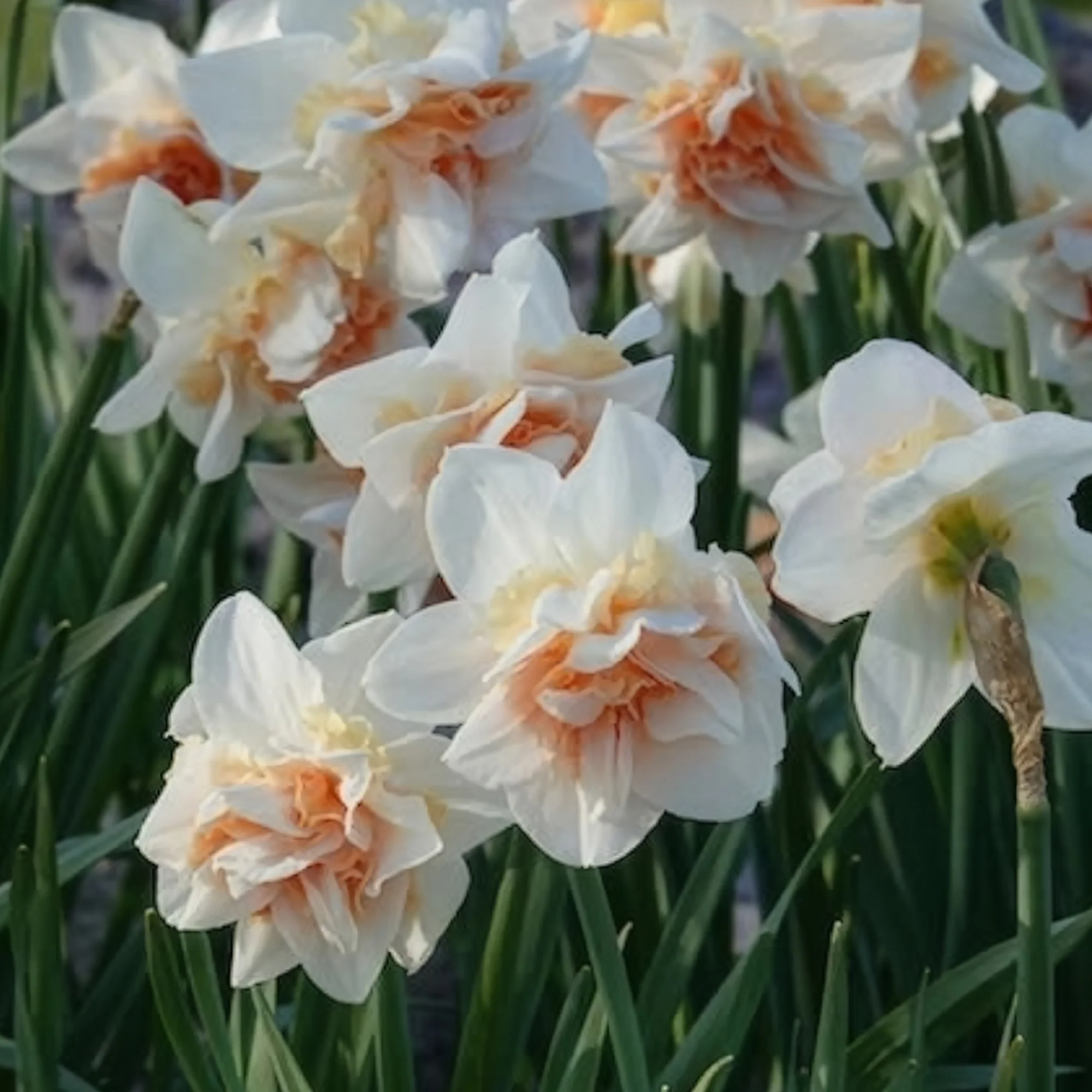 Dubbele Narcissen 'Replete' (x10) - Image 4