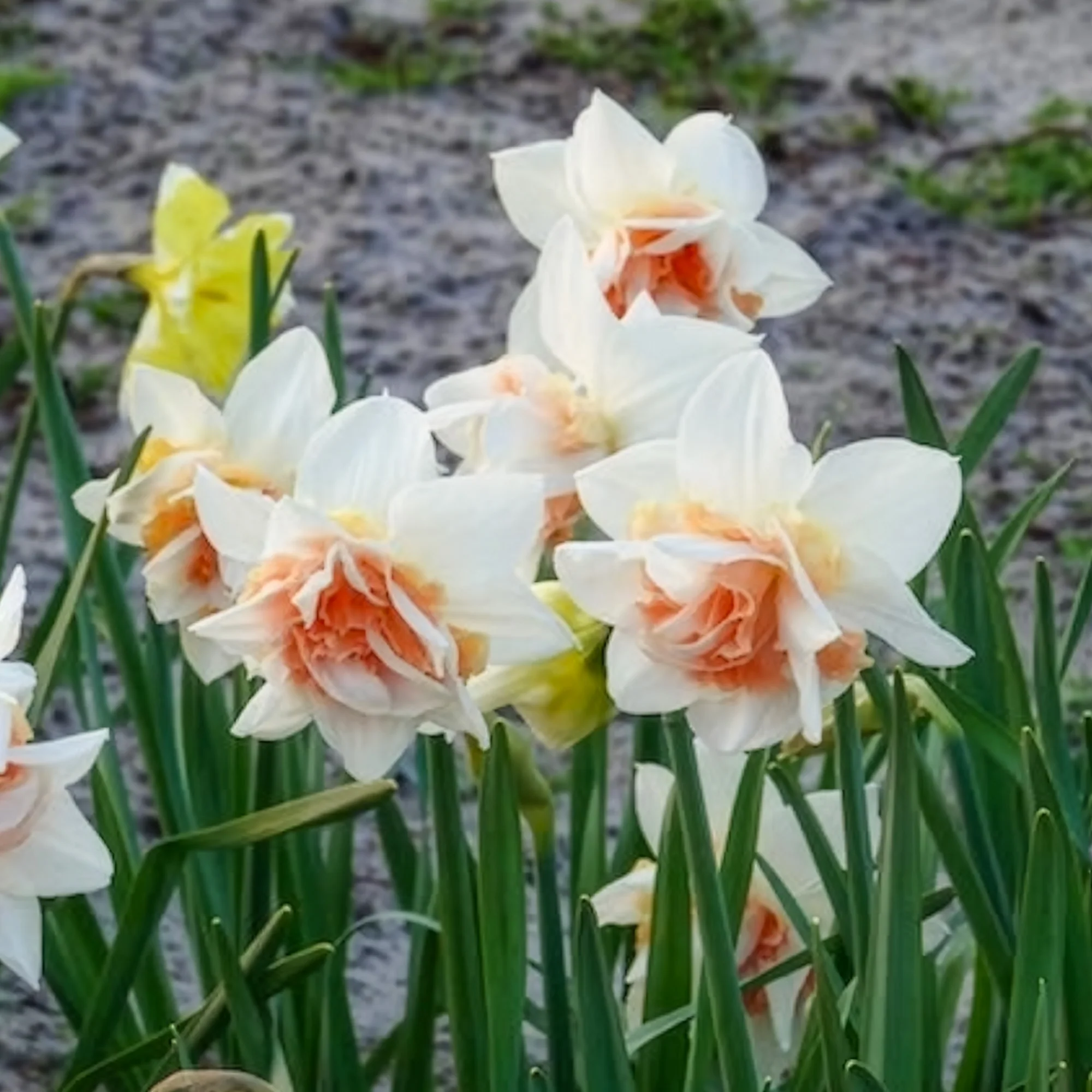 Dubbele Narcissen 'Replete' (x10) - Image 5