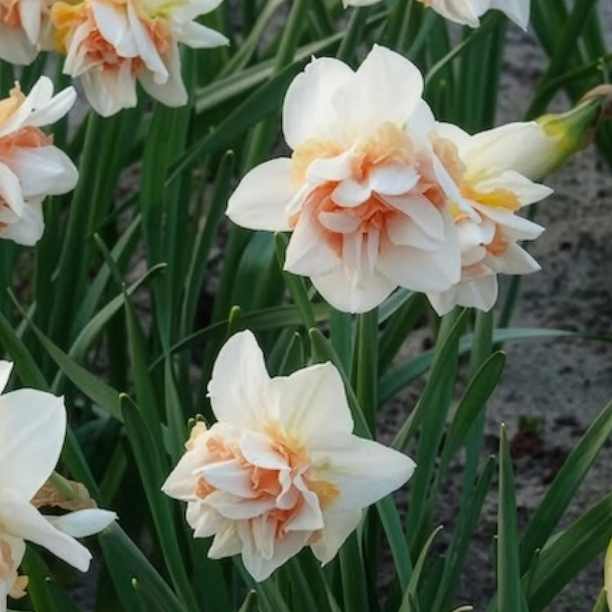 Dubbele Narcissen 'Replete' (x10) - Image 7