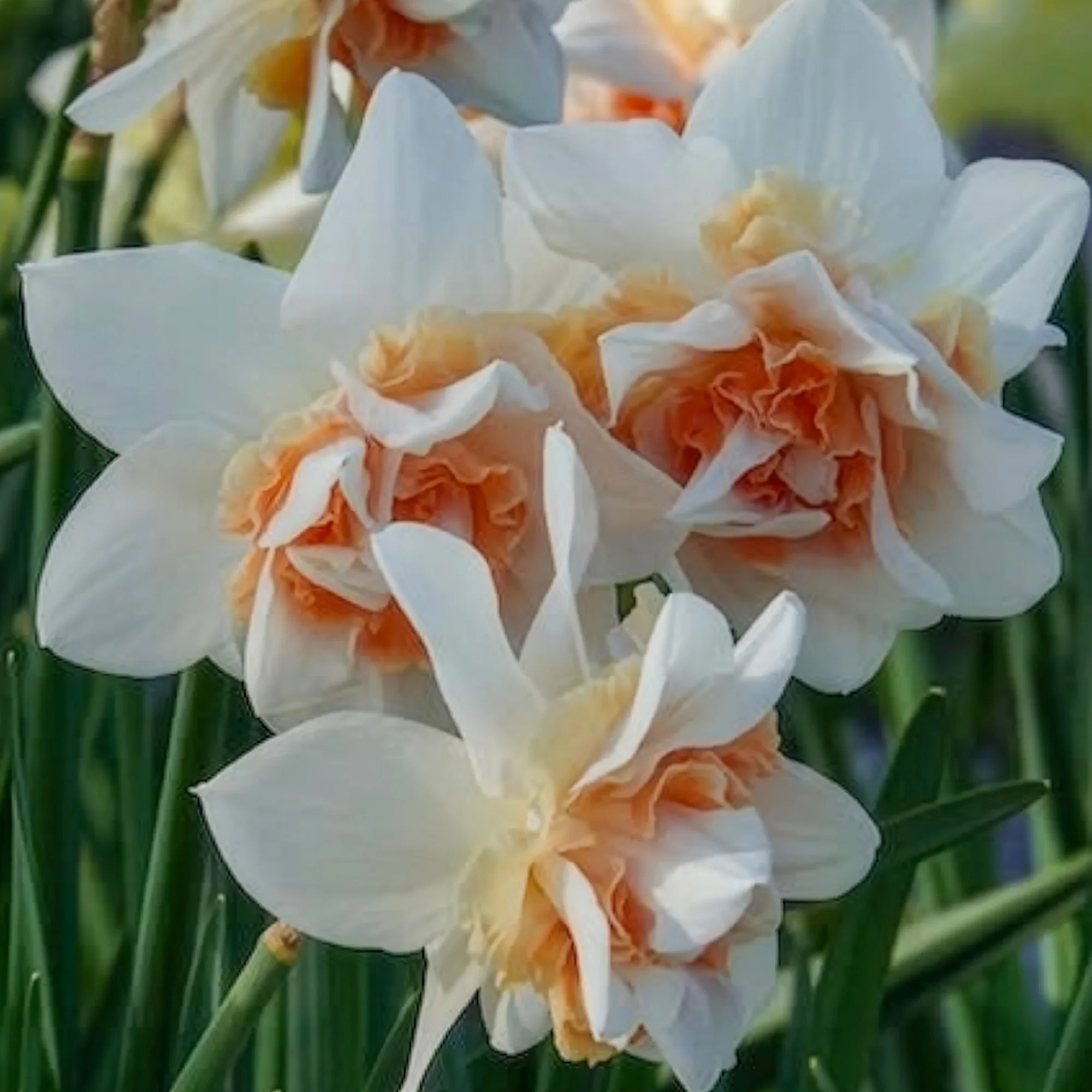 Dubbele Narcissen 'Replete' (x10) - Image 8