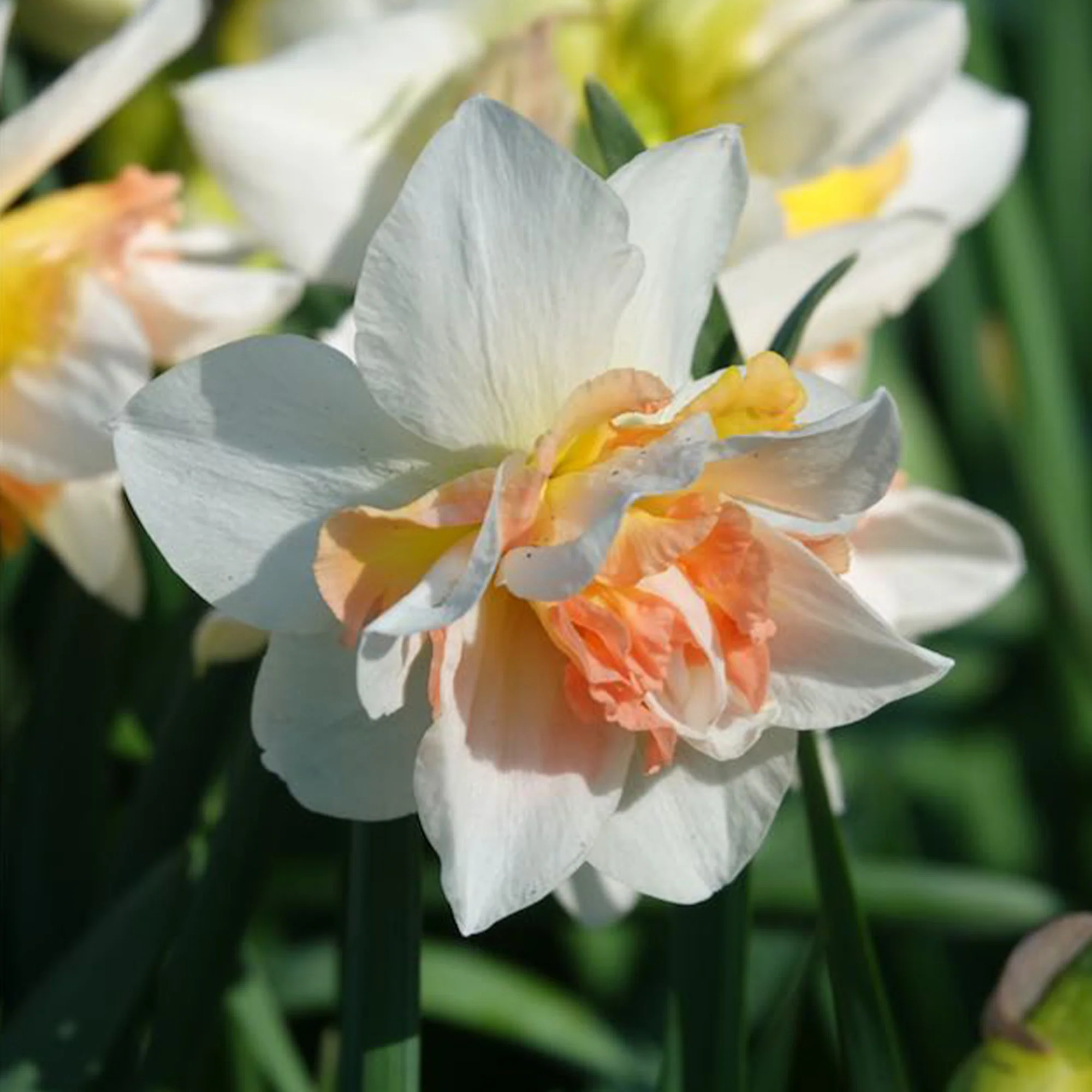 Dubbele Narcissen 'Replete' (x10) - Image 9