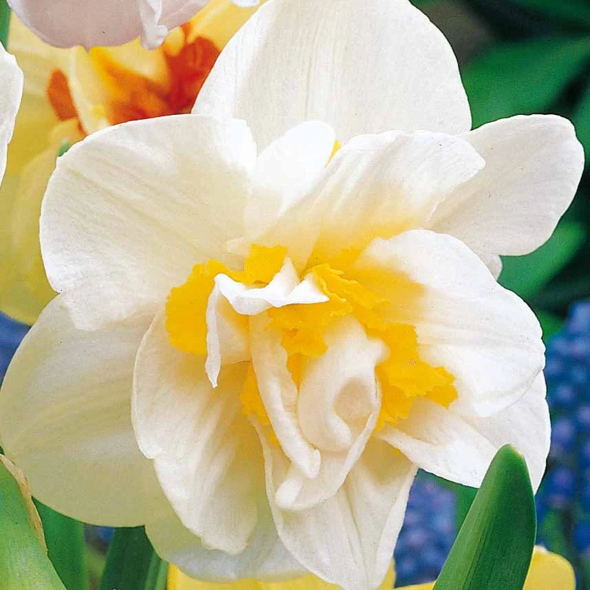 Dubbele Narcissen 'White Lion' (x10)