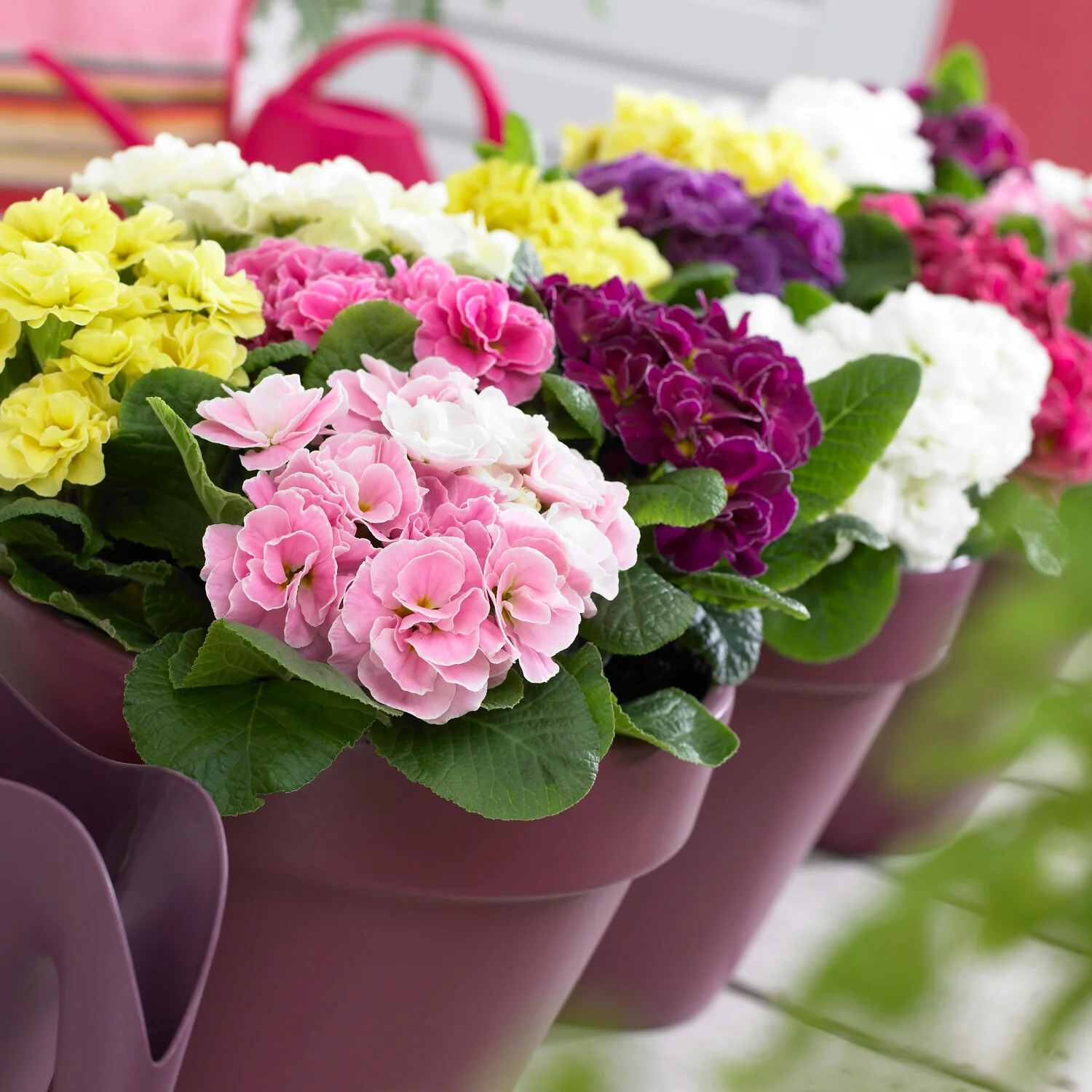 Dubbele Primula's in DoublePrincess mix (x3) - Image 3