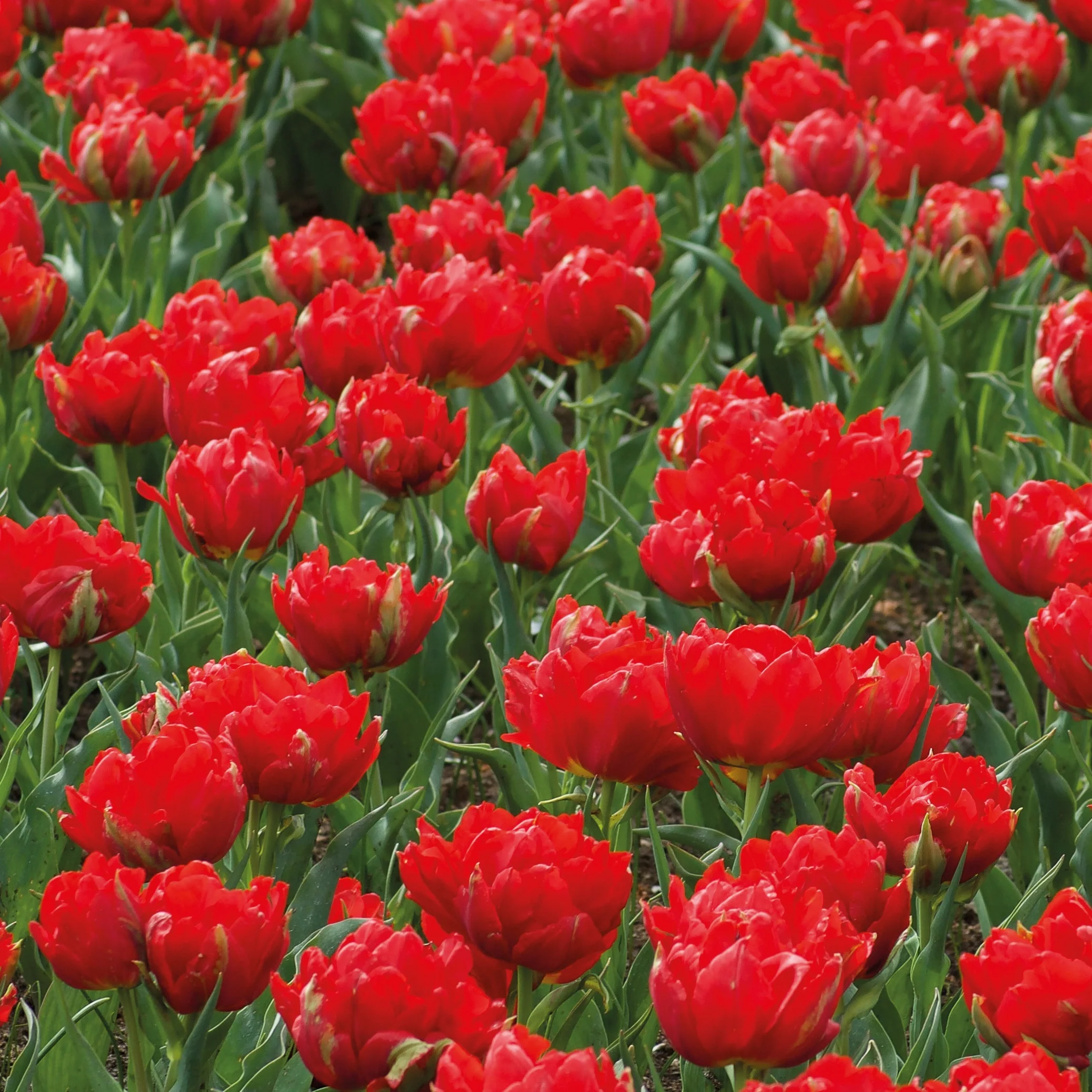 Dubbele rode Tulpen - Abba (x7)