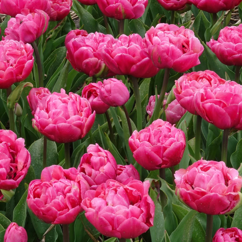 Dubbele tulpen Amazing Grace