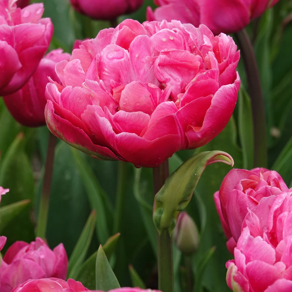 Dubbele tulpen Amazing Grace - Image 2
