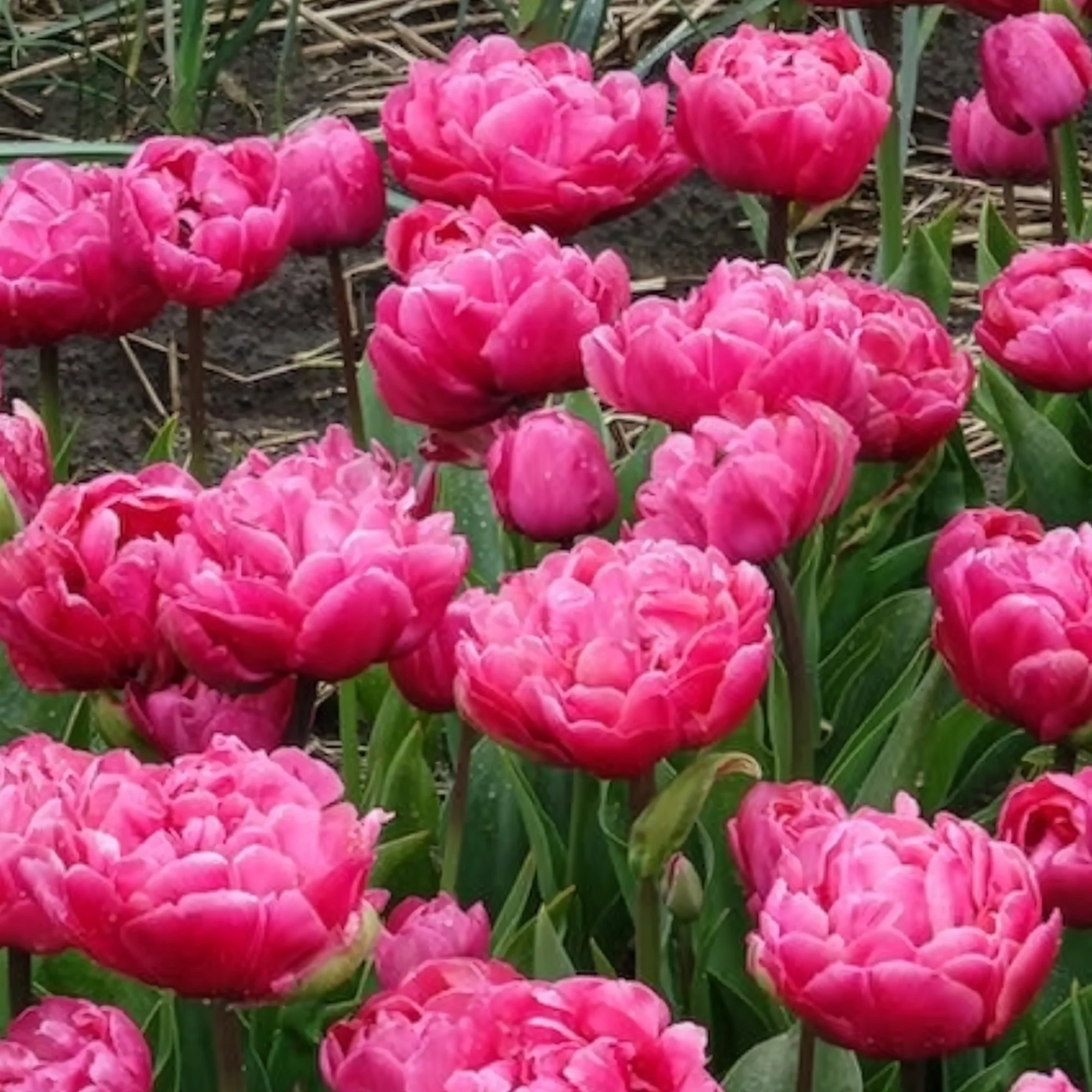 Dubbele tulpen Amazing Grace - Image 3