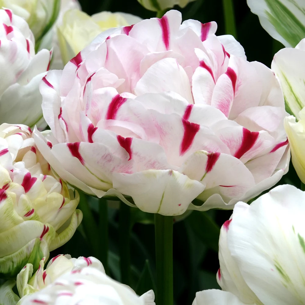 Dubbele tulpen Dance line