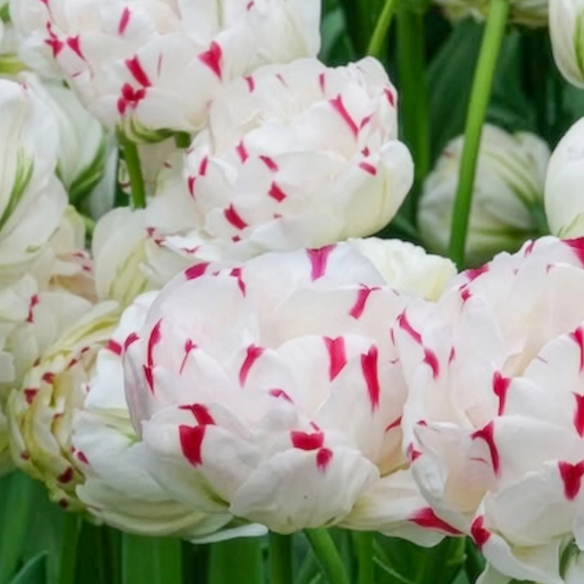 Dubbele tulpen Dance line - Image 3