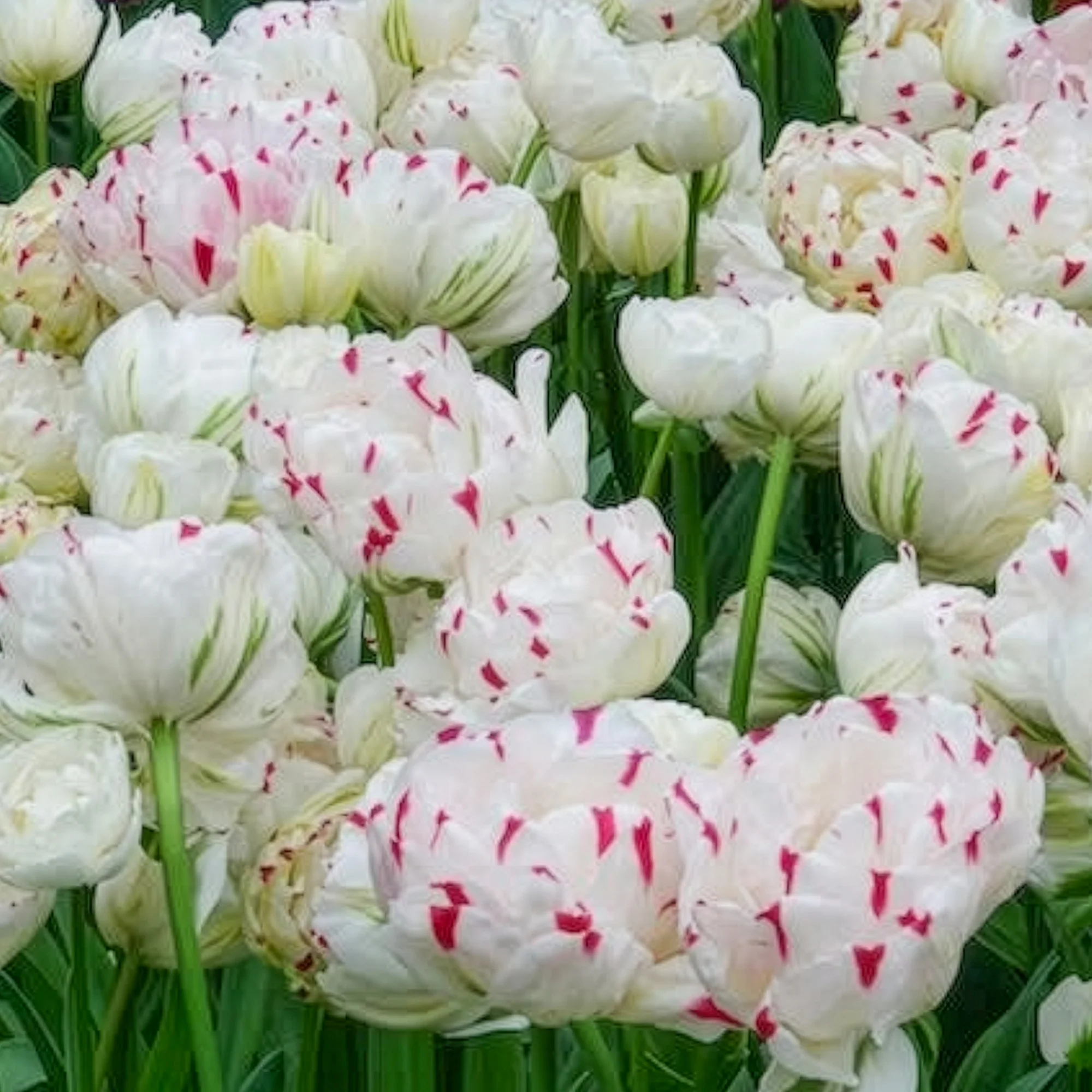 Dubbele tulpen Dance line - Image 6
